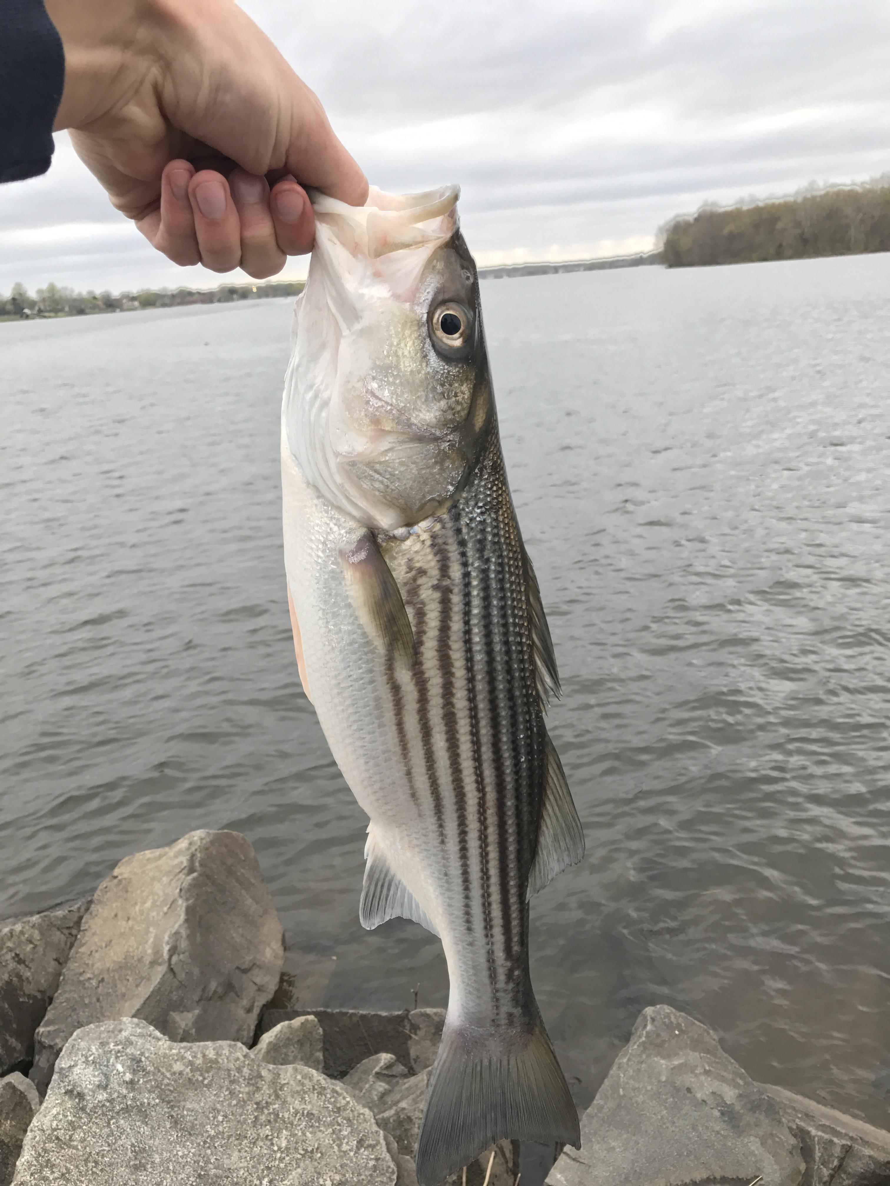 First Delaware River striped bass of the spring! r/ImagesOfDelaware
