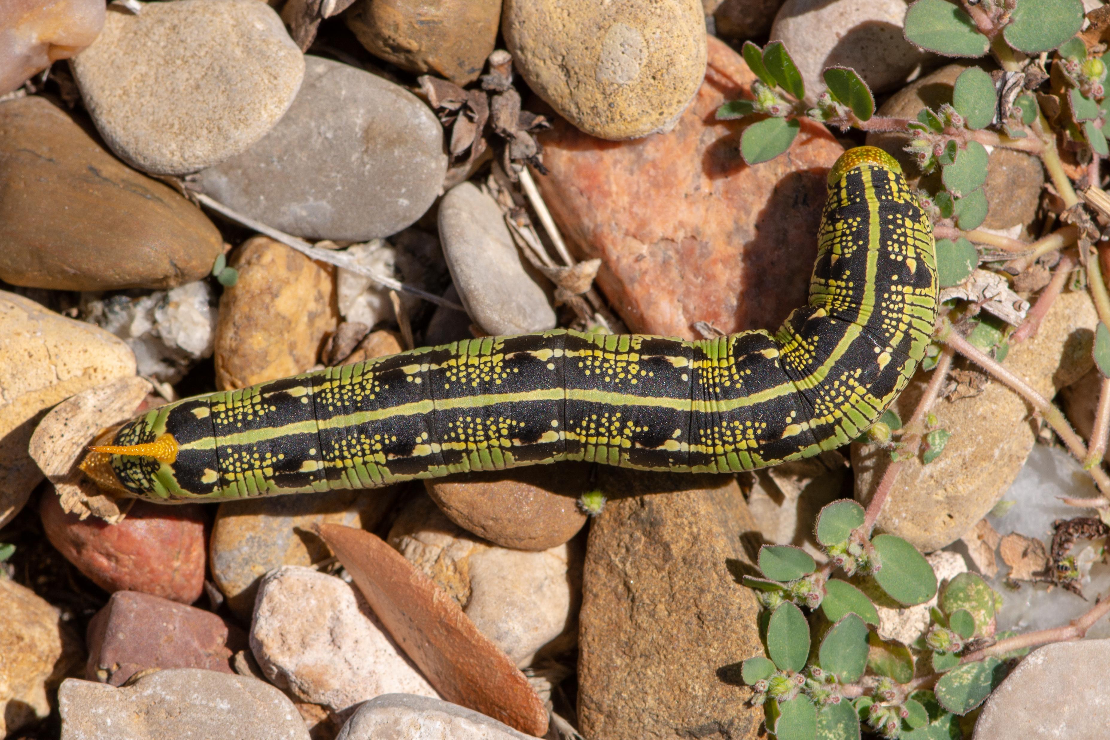 [SE New Mexico] Caterpillar identification r/whatsthisbug
