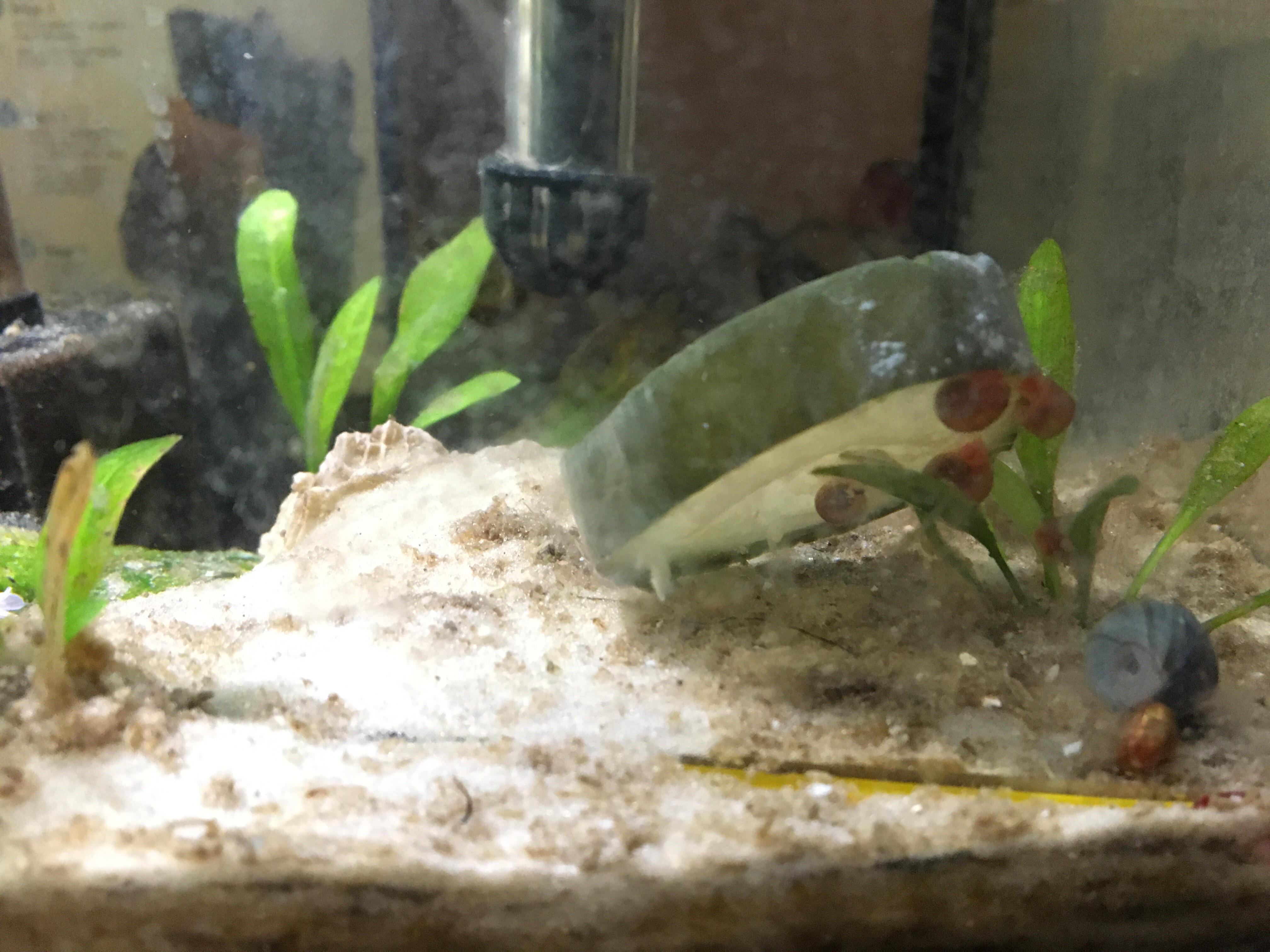 Nummy zucchini r/aquarium
