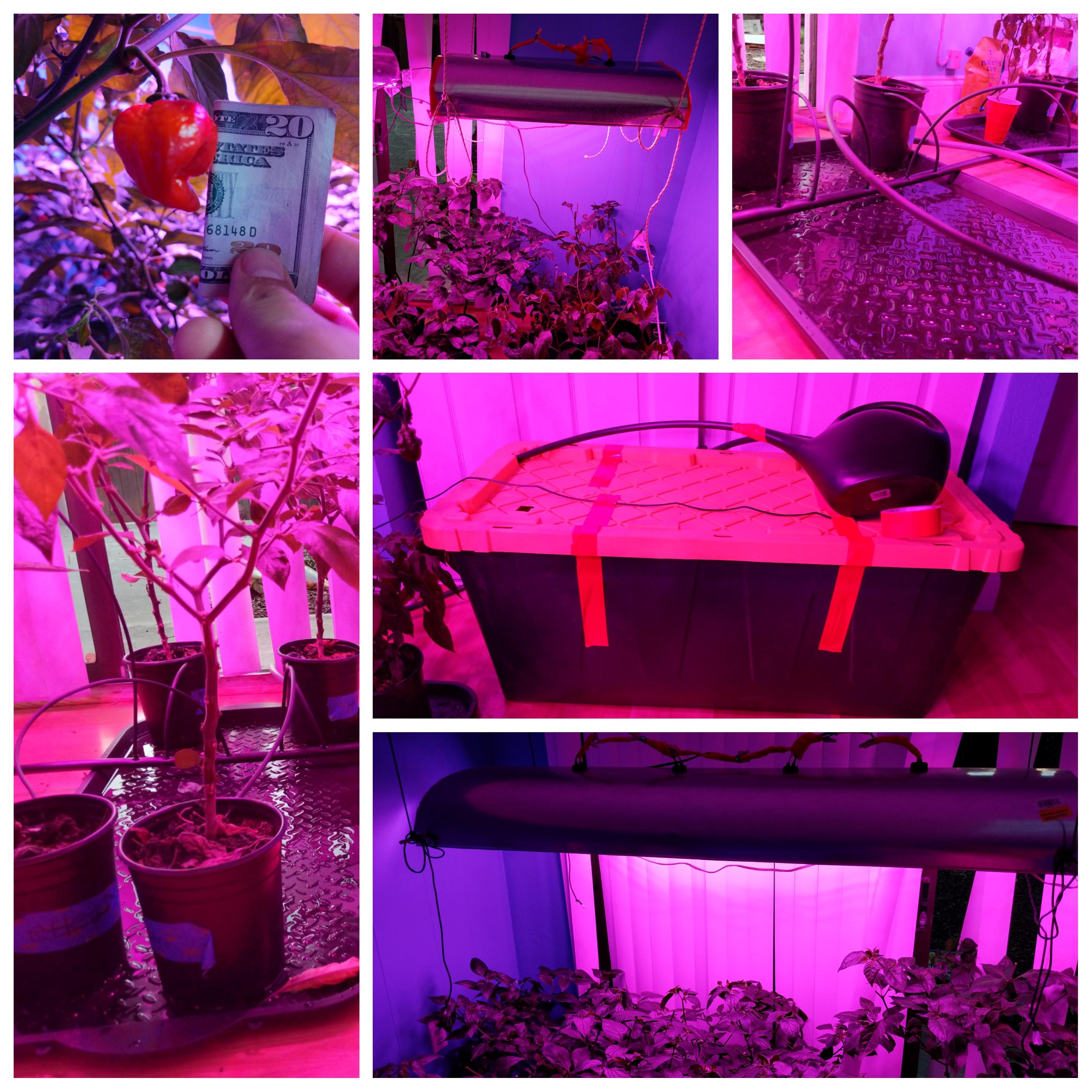 Indoor grow setup. r/HotPeppers