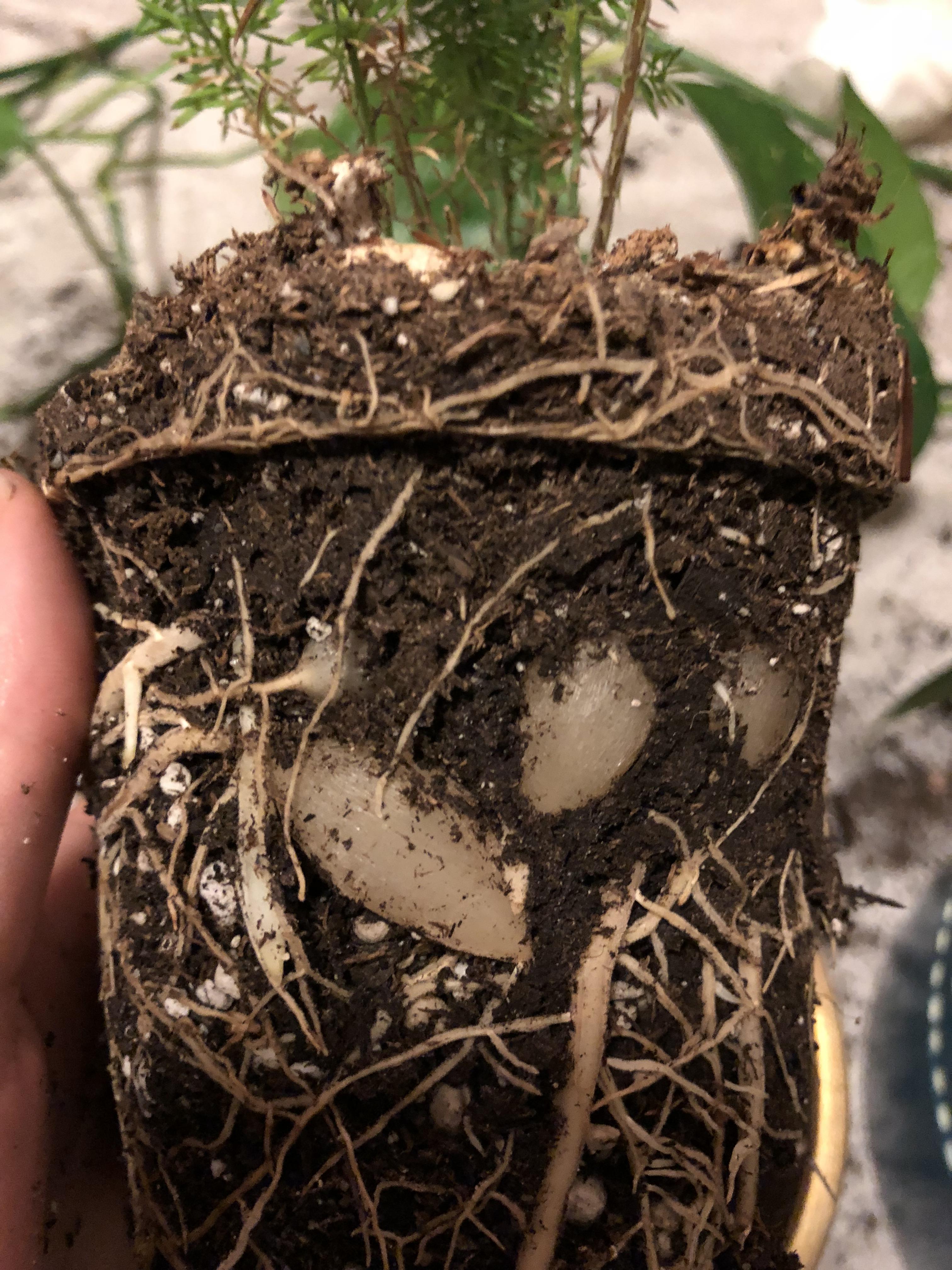 Fern Rhizomes