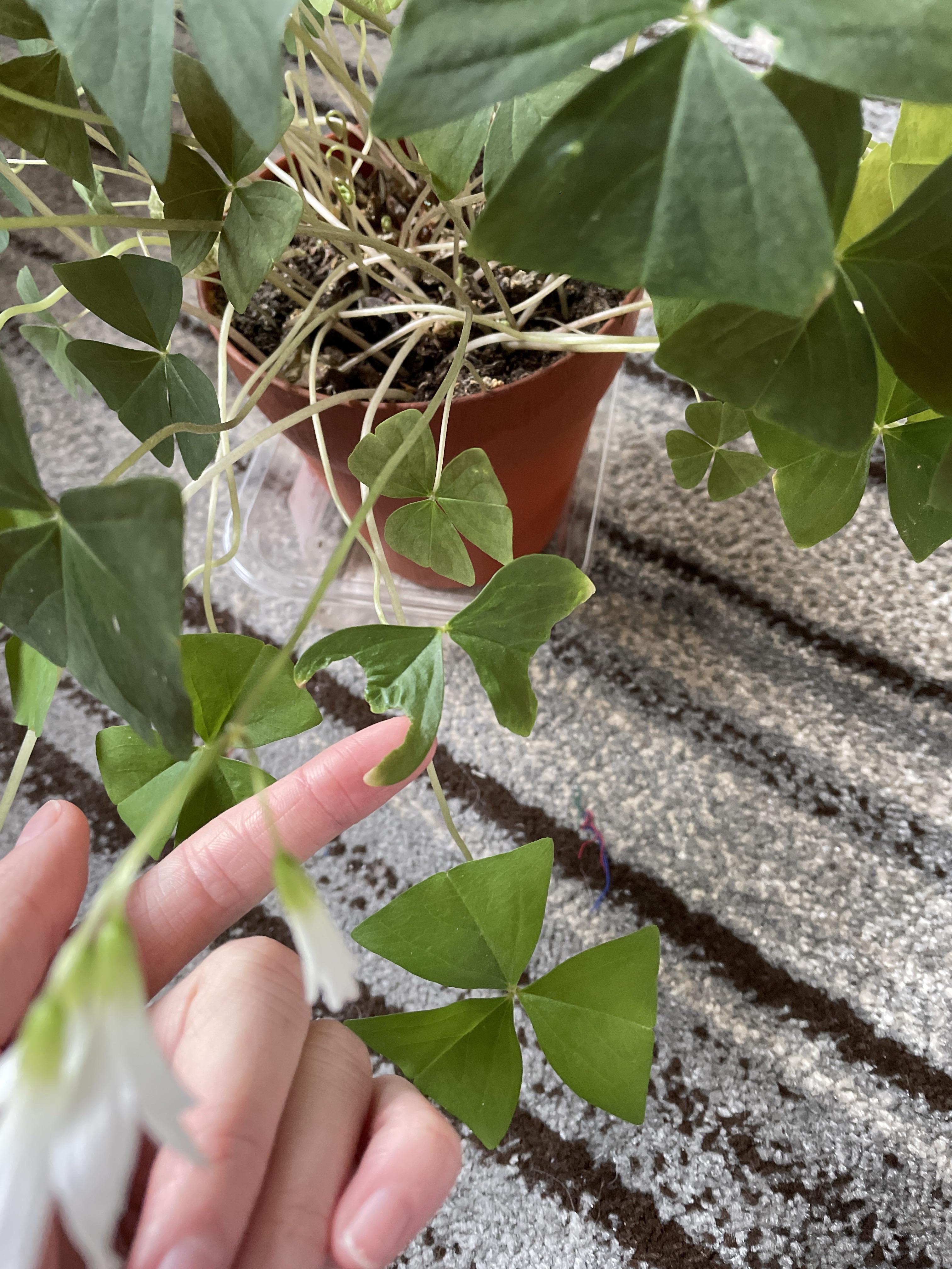 Something is eating my shamrock plant... What is it? r/plantclinic