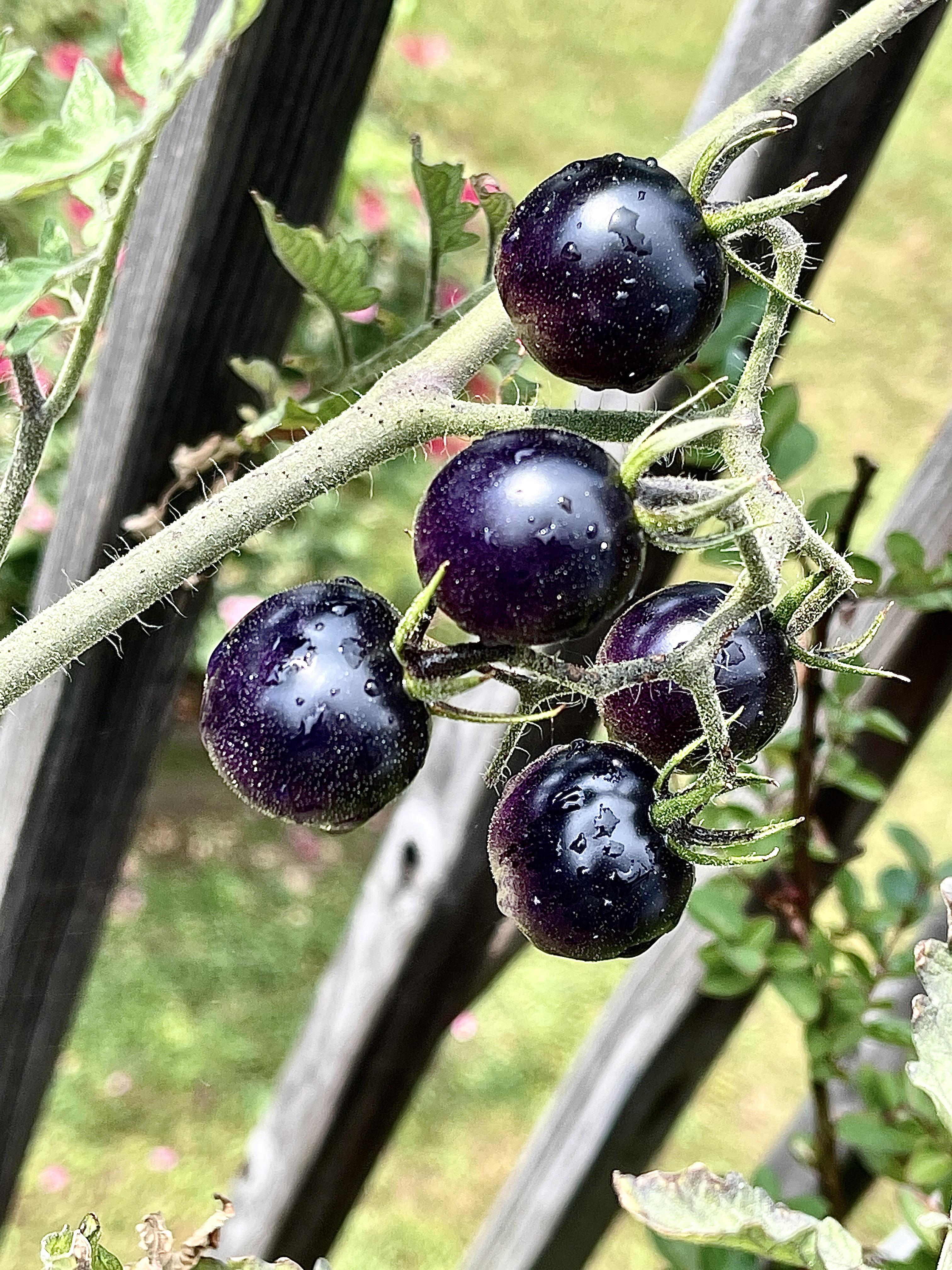 Midnight Snack Tomatoes. I’m in love with the color! r/gardening