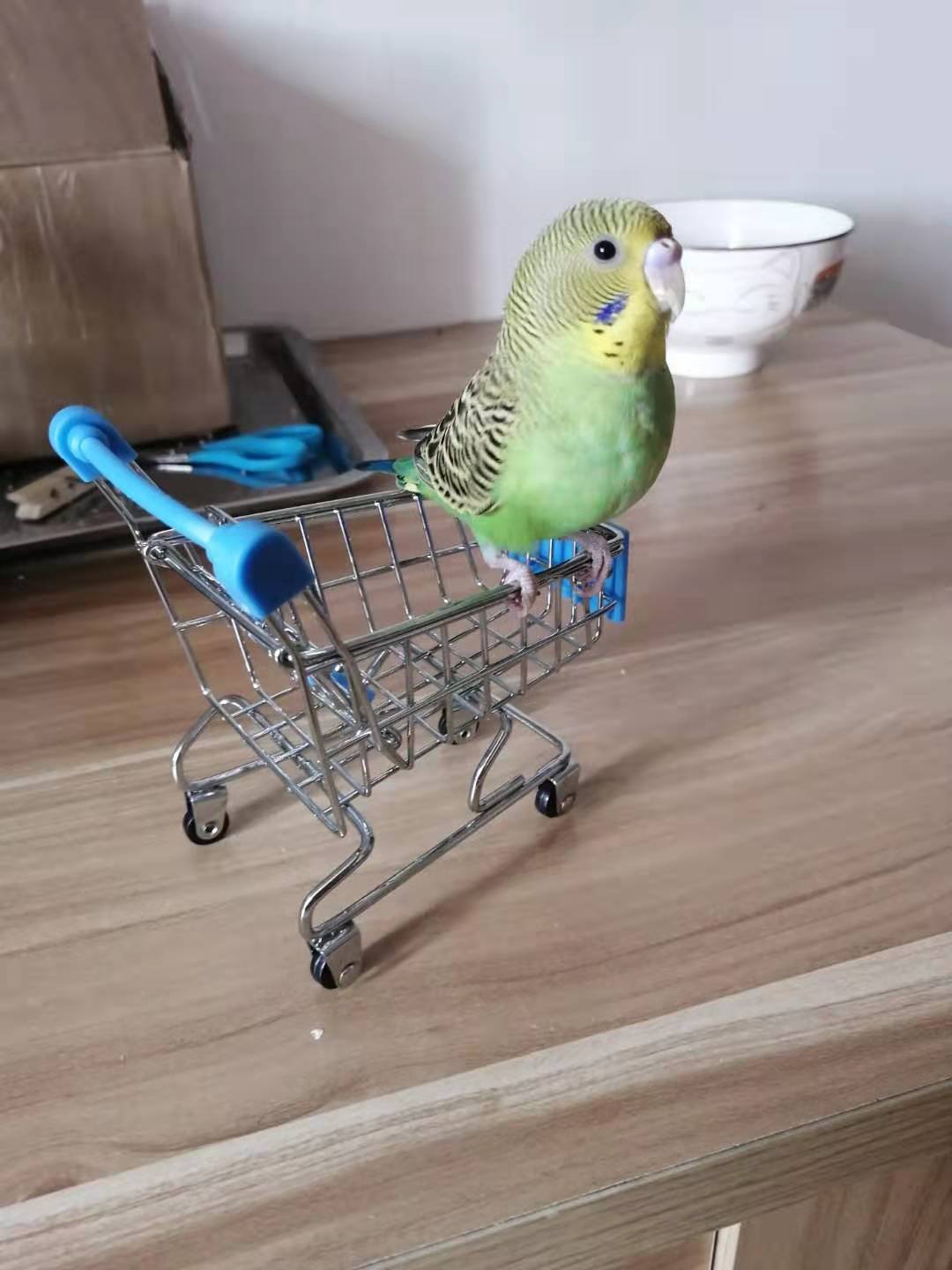 Bird shopping r/budgies