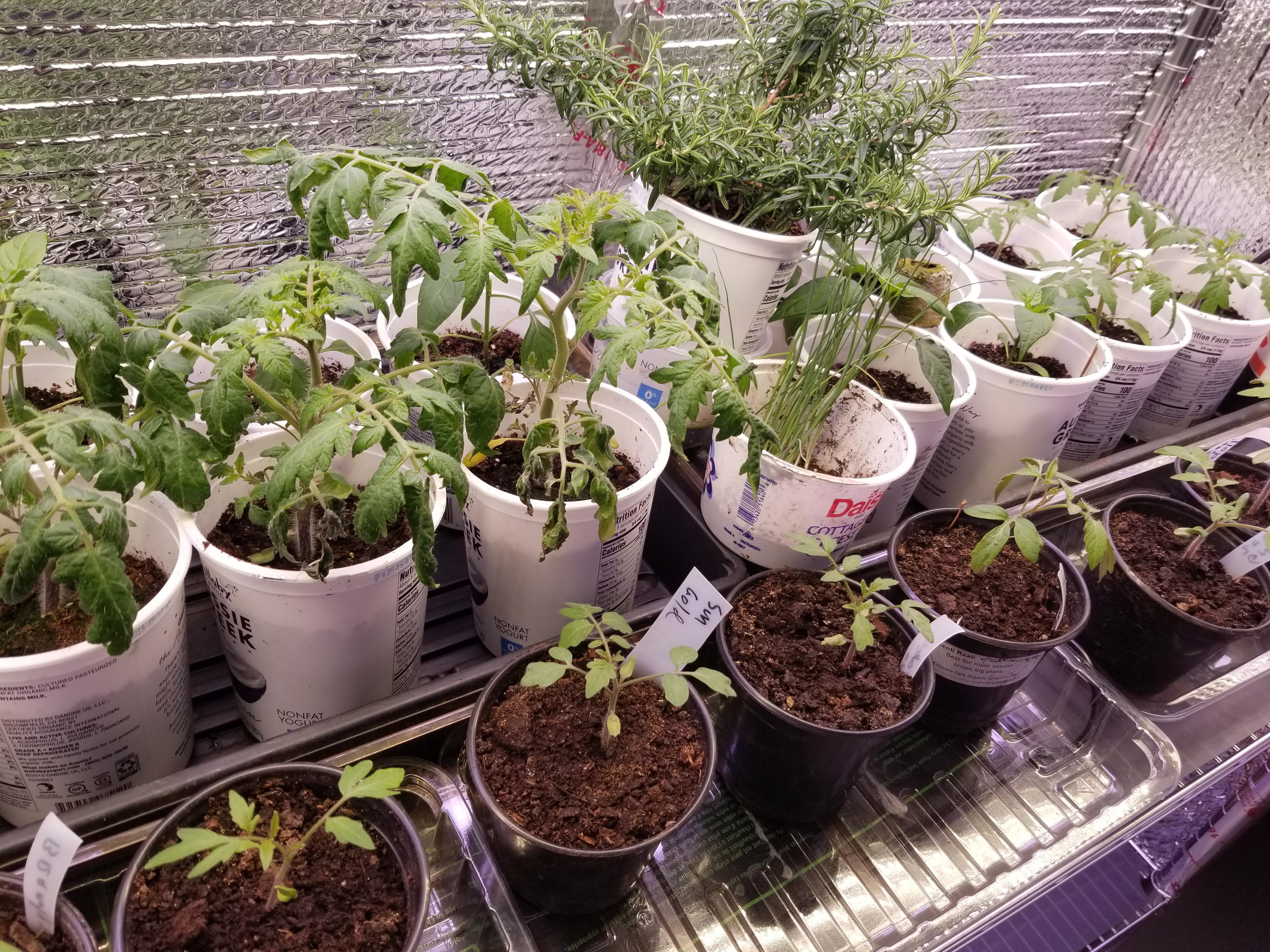 Requesting advice Tomatoes not liking LED grow lights r/gardening