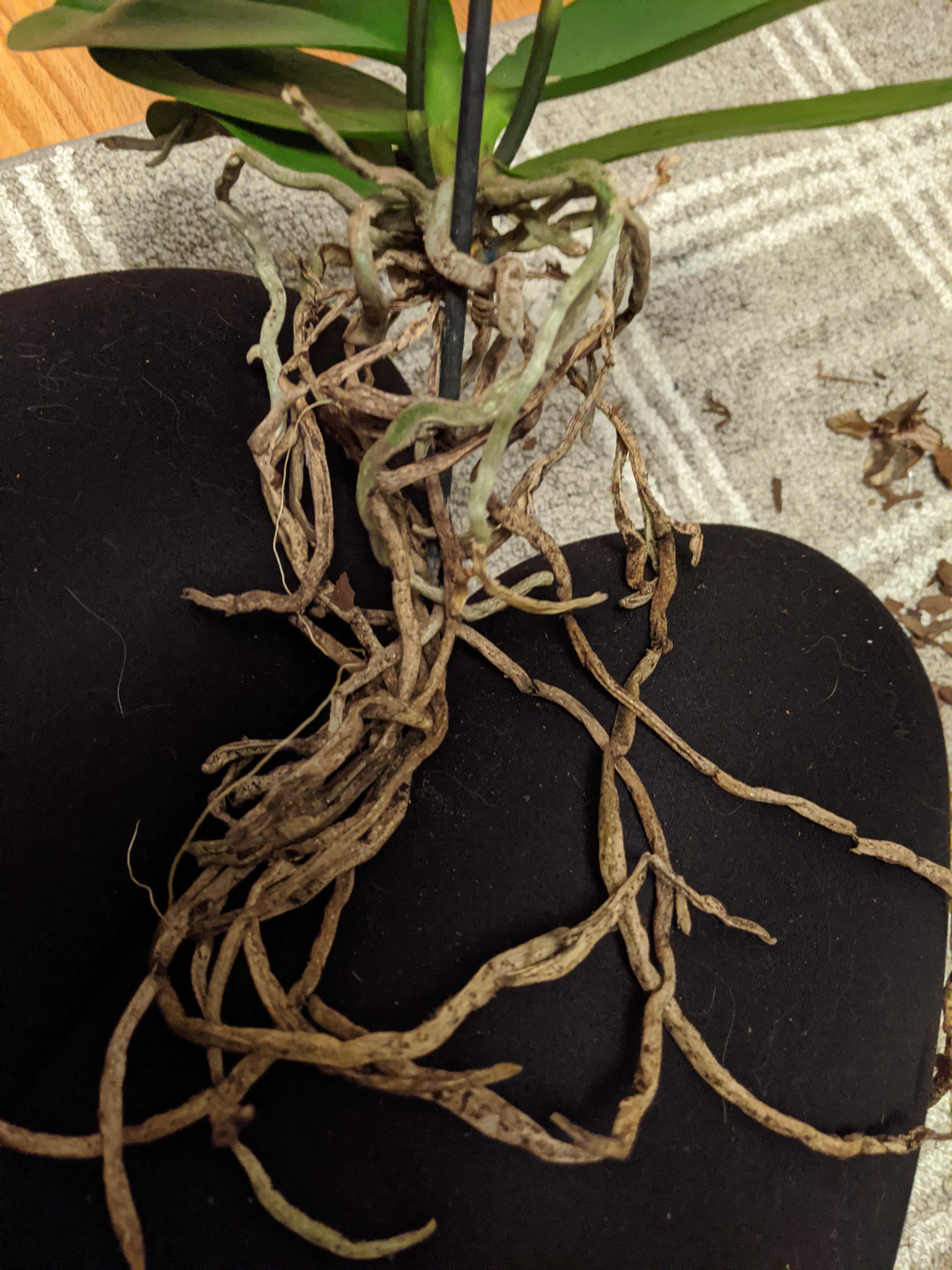 Are these roots mostly dead? Should I cut everything that isn't green