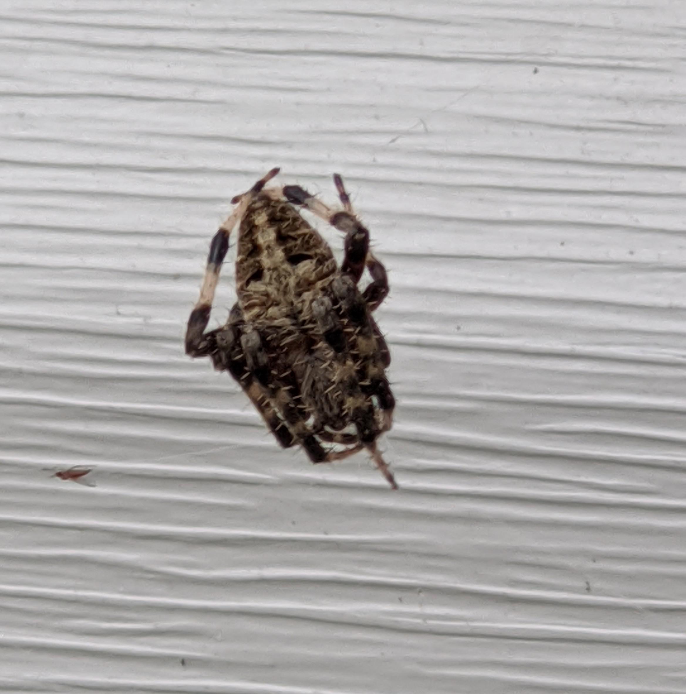 What type of spider? Long island NY r/whatsthisbug