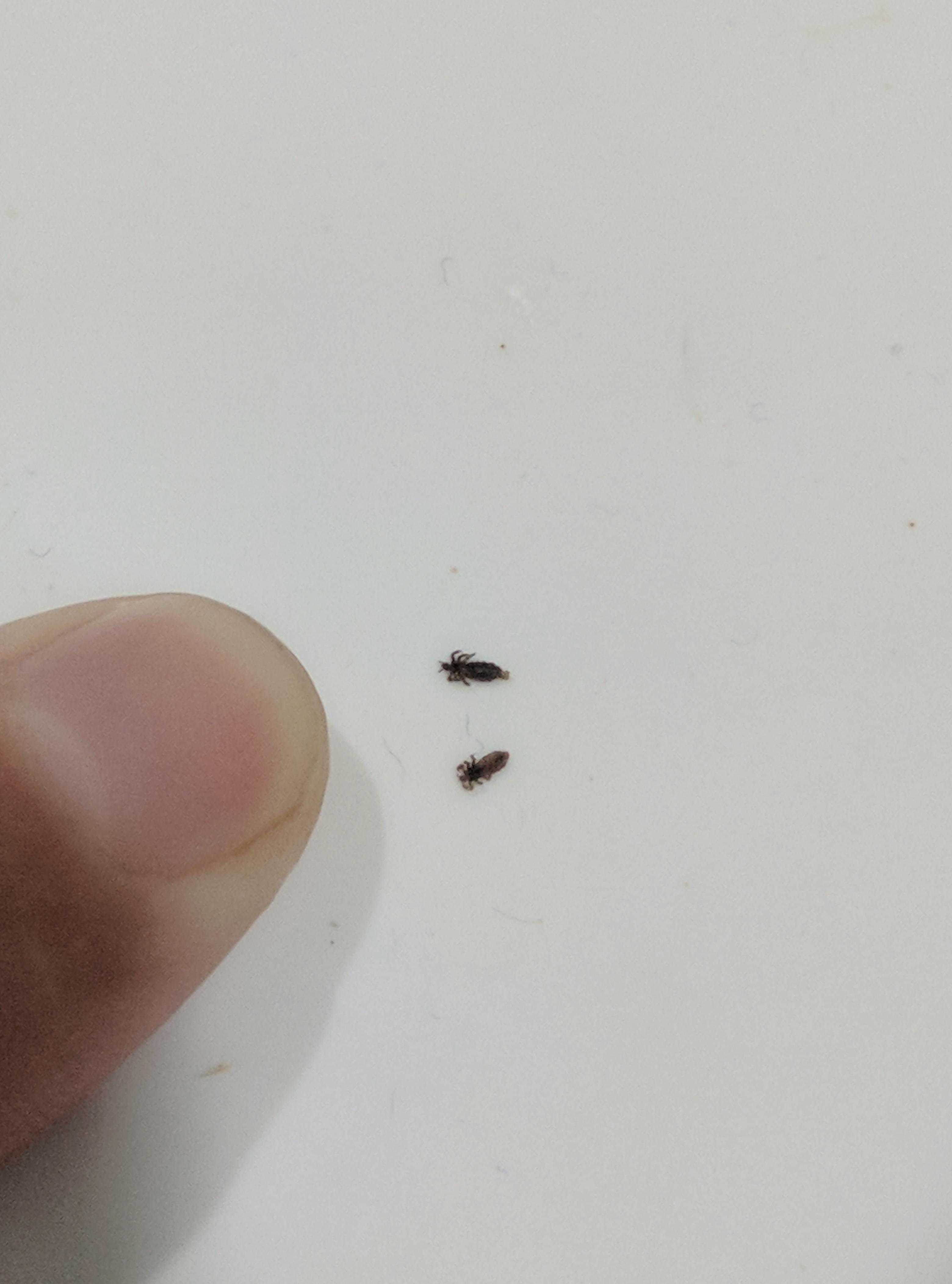 Found this on my bed recently (Bangkok). I think i catched it during my