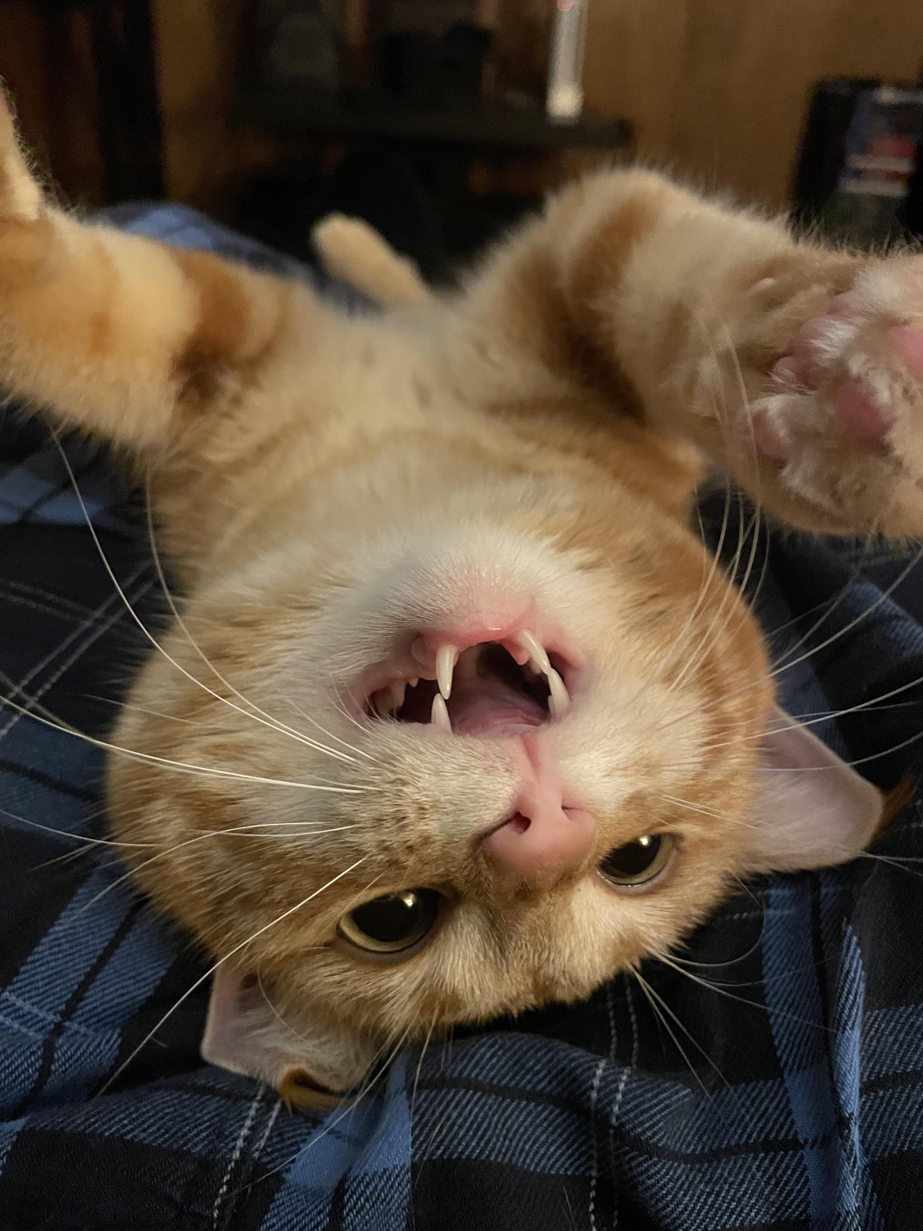 The look of a dingus who broke a glass candle jar and flipped over his