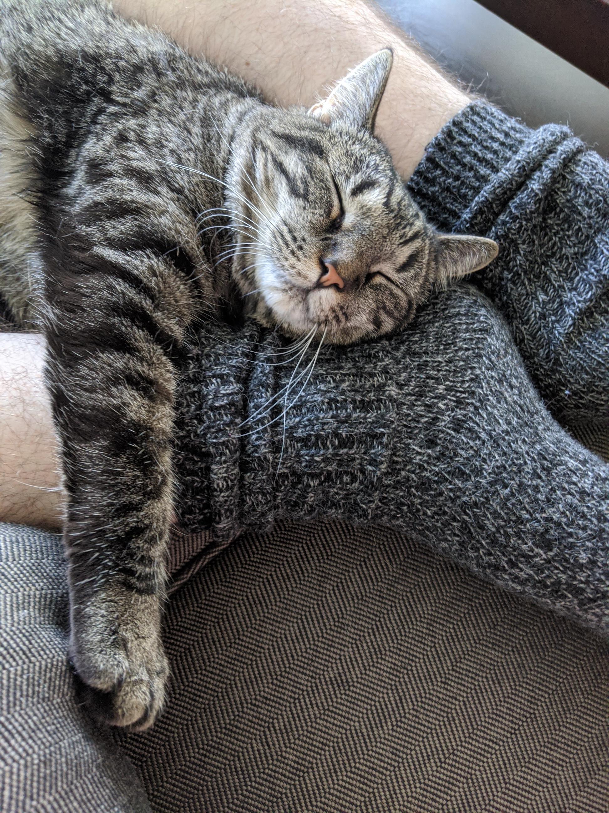 My cat loves my boyfriend so much, she's cuddling with his foot. r