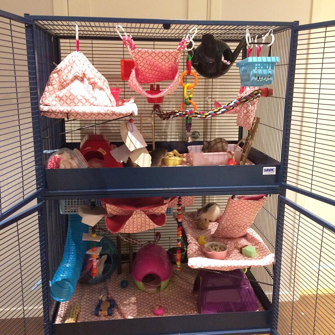 Cage clean 🐀 r/RATS