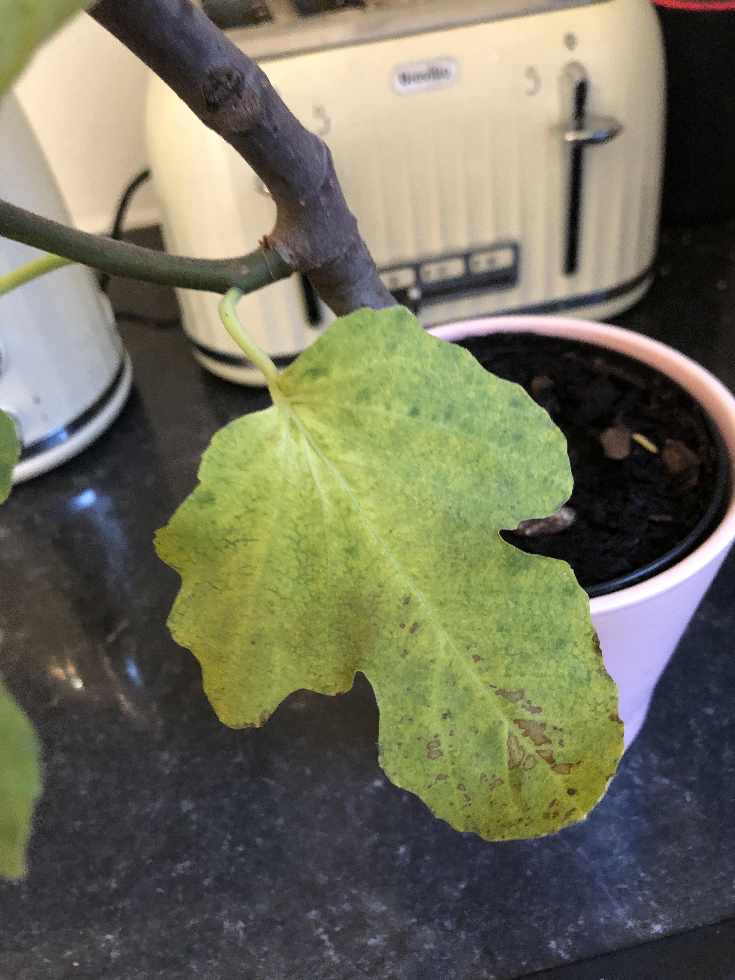 I recently potted my propagated fig tree and over the weekend the