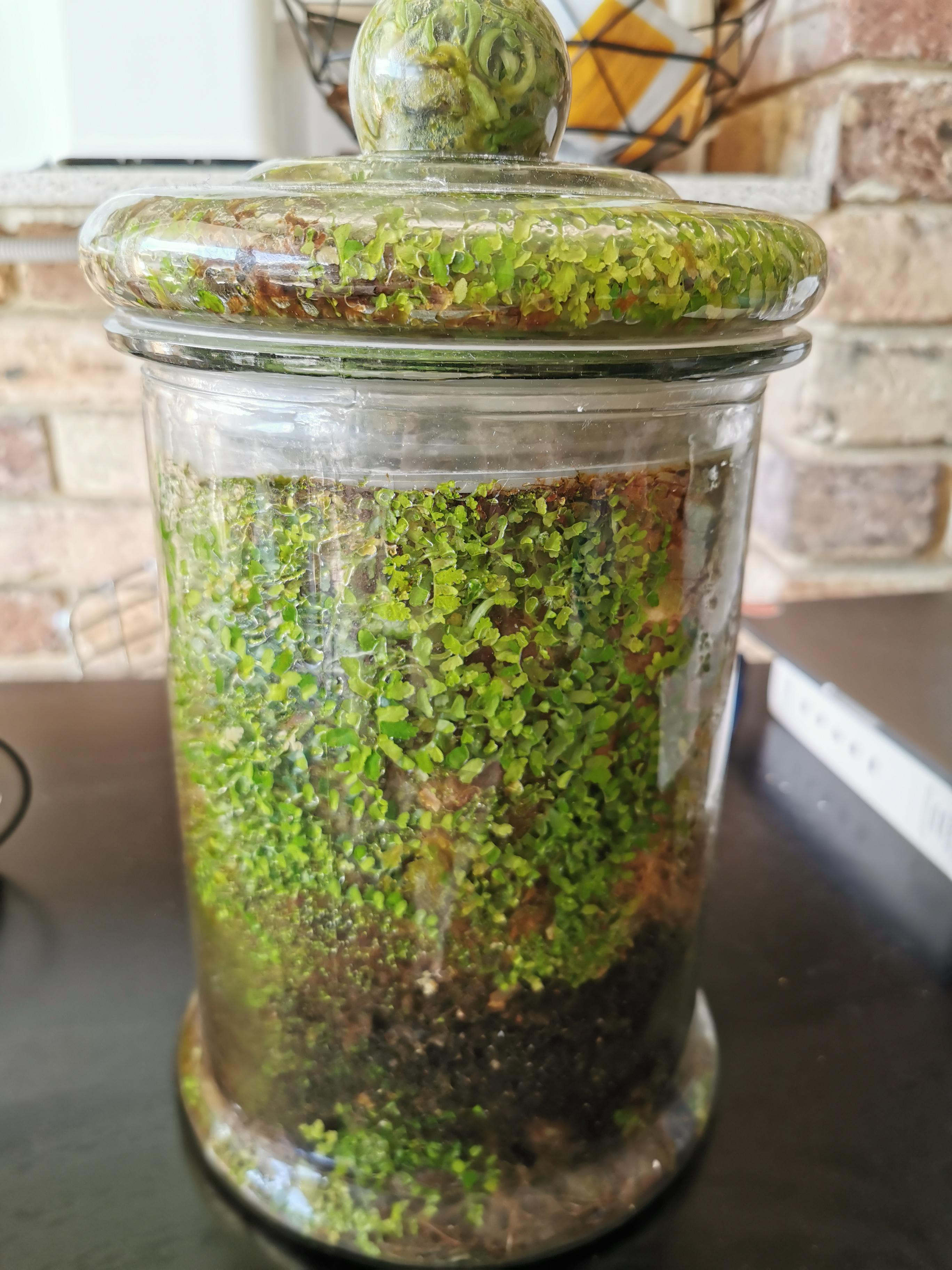 2296 best r/terrariums images on Pholder Asparagus fern in my