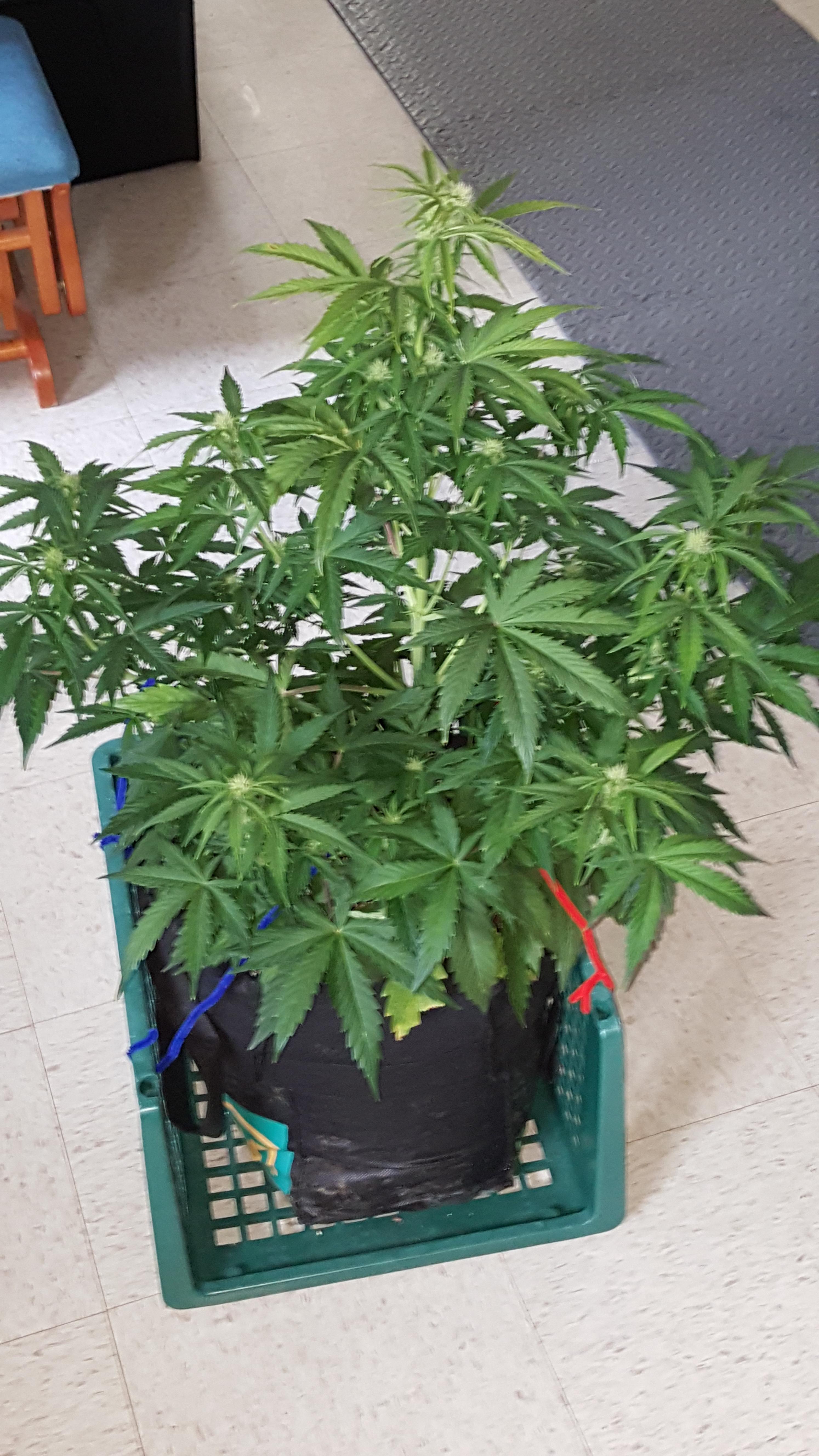 White Widow Autoflower Day 40 r/Autoflowers