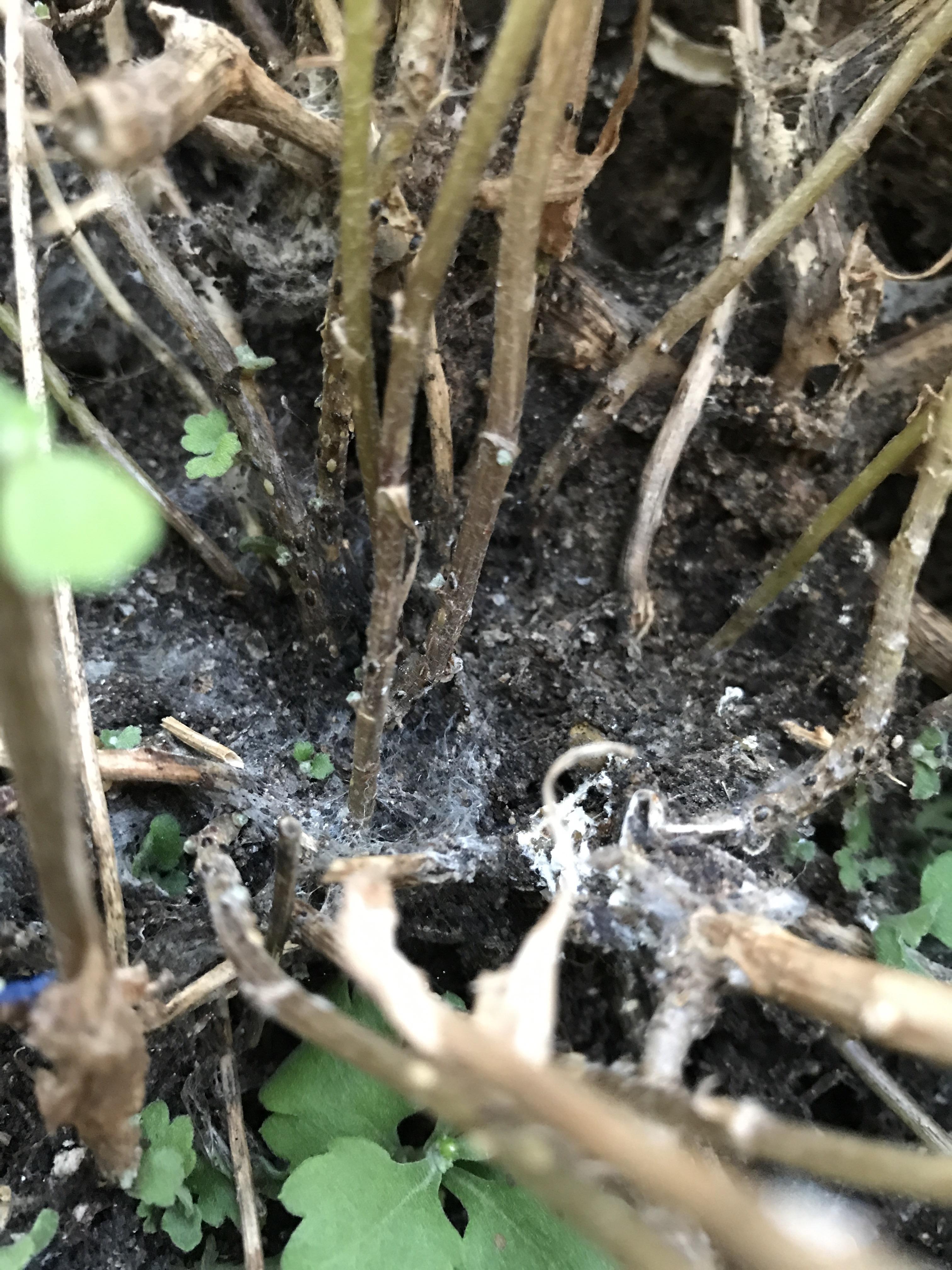 Help! Is this white mold growing in my potted mums? How do I handle