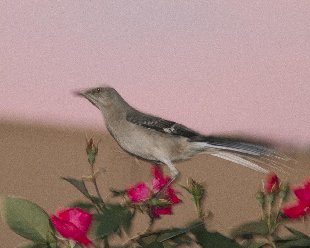 What bird is this?? Fayetteville, AR r/whatsthisbird