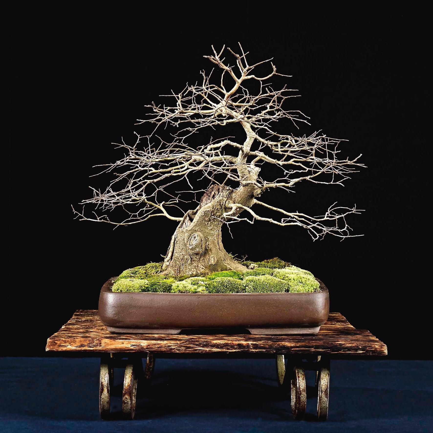 My southern hackberry, photographed in hires by the Joe