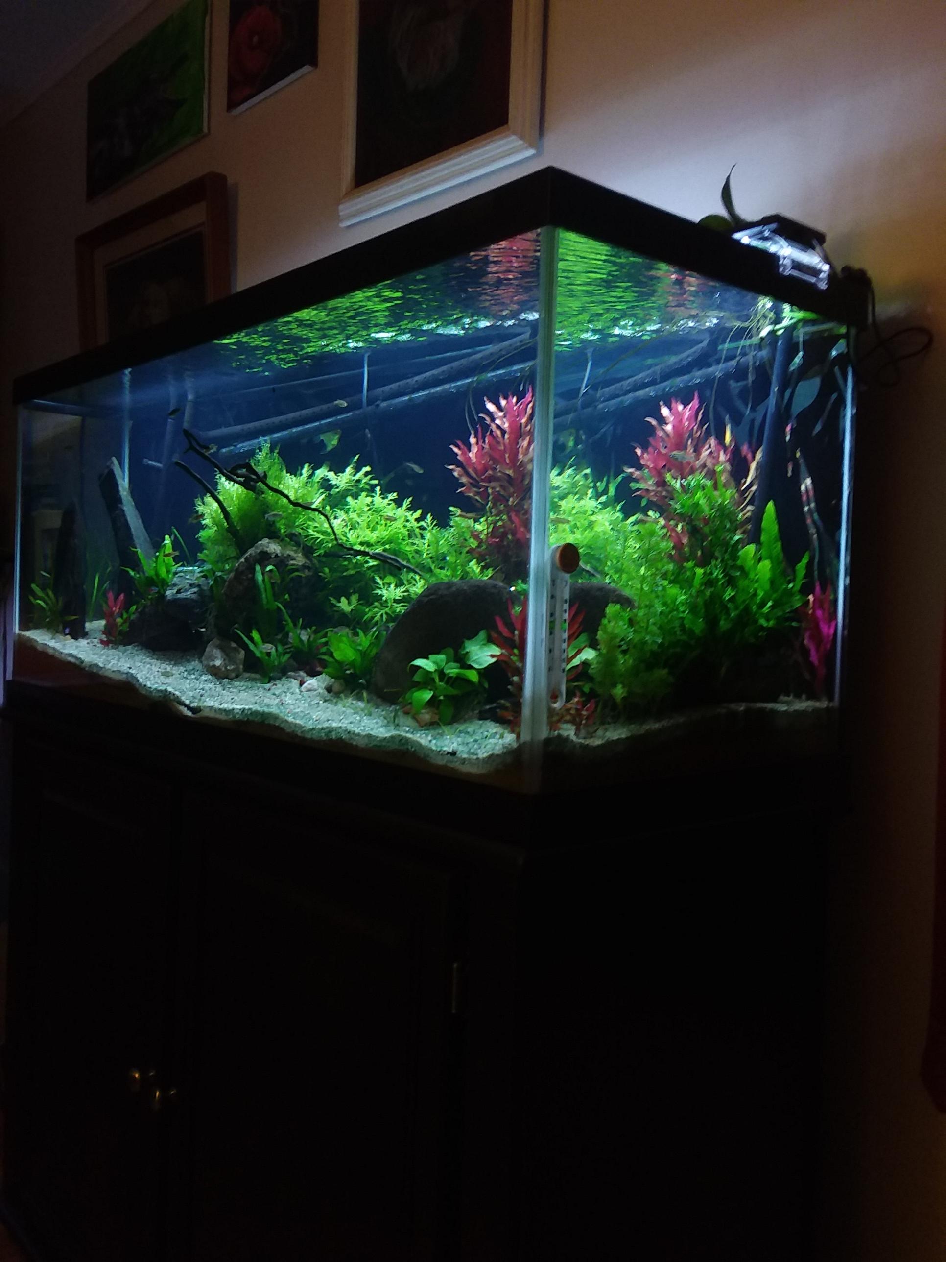 My first planted tank 75 gallon community r/Aquariums