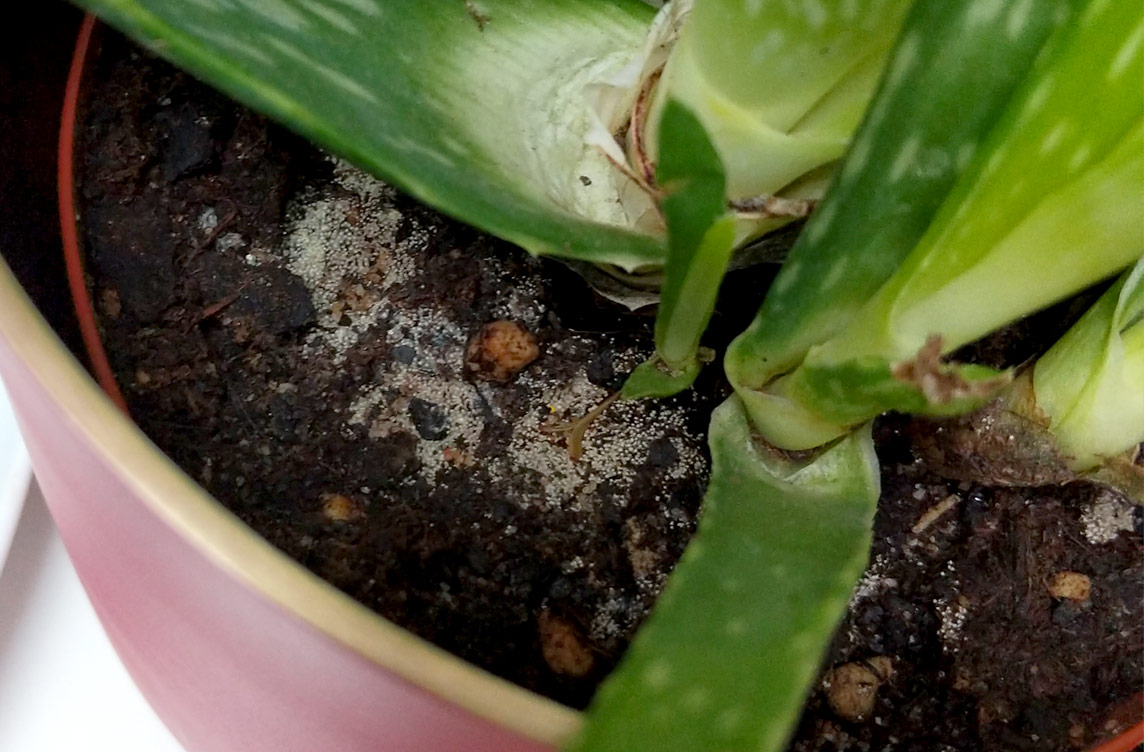 What is this thing in my Aloe Vera's soil?
