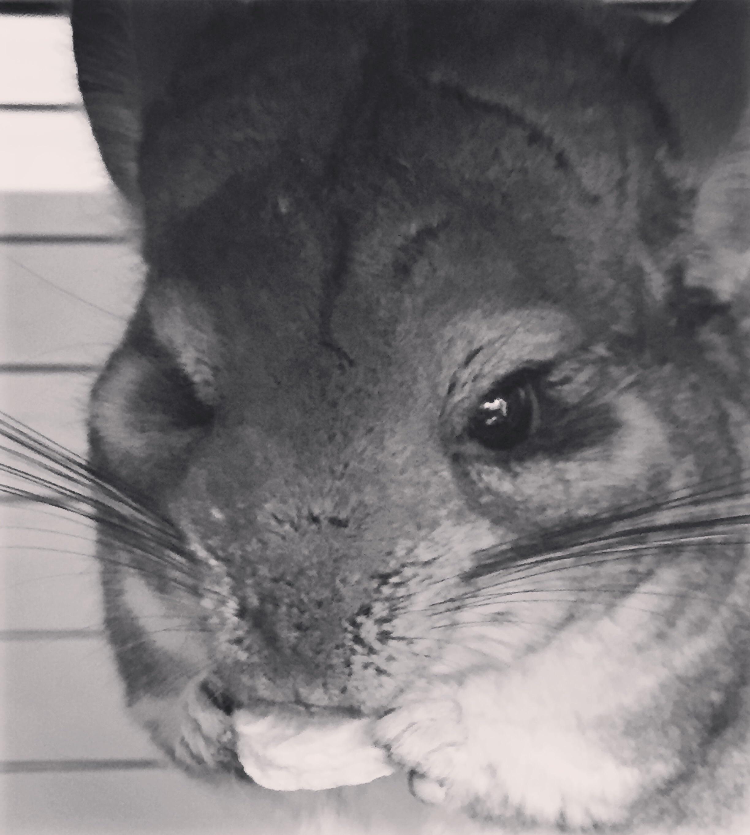 My Joey (female) 😊 I’ve heard that you can litter train Chinchillas. If
