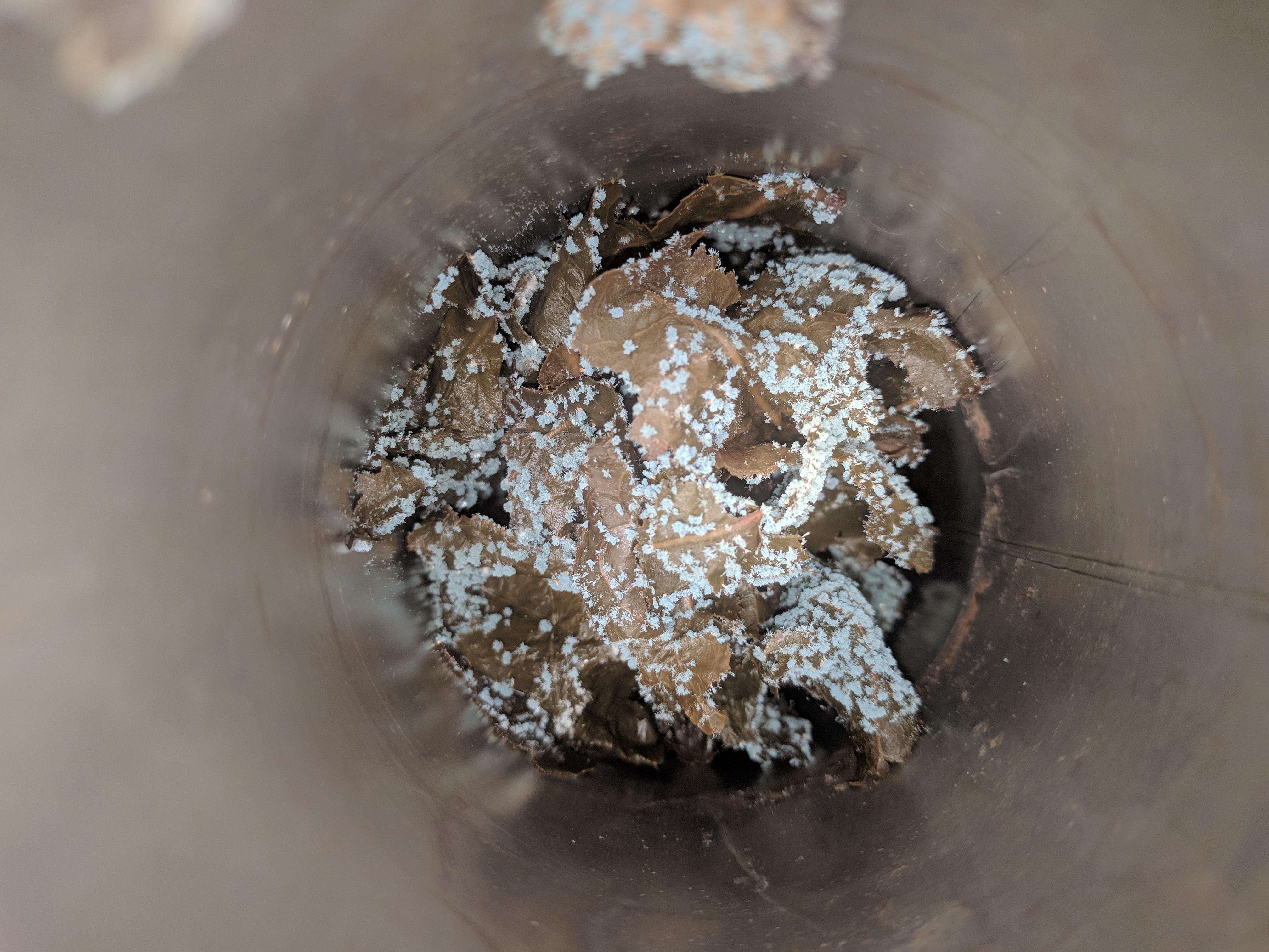 Mold on Tea Leaves Look Like Blue Ice Crystals r/mildlyinteresting