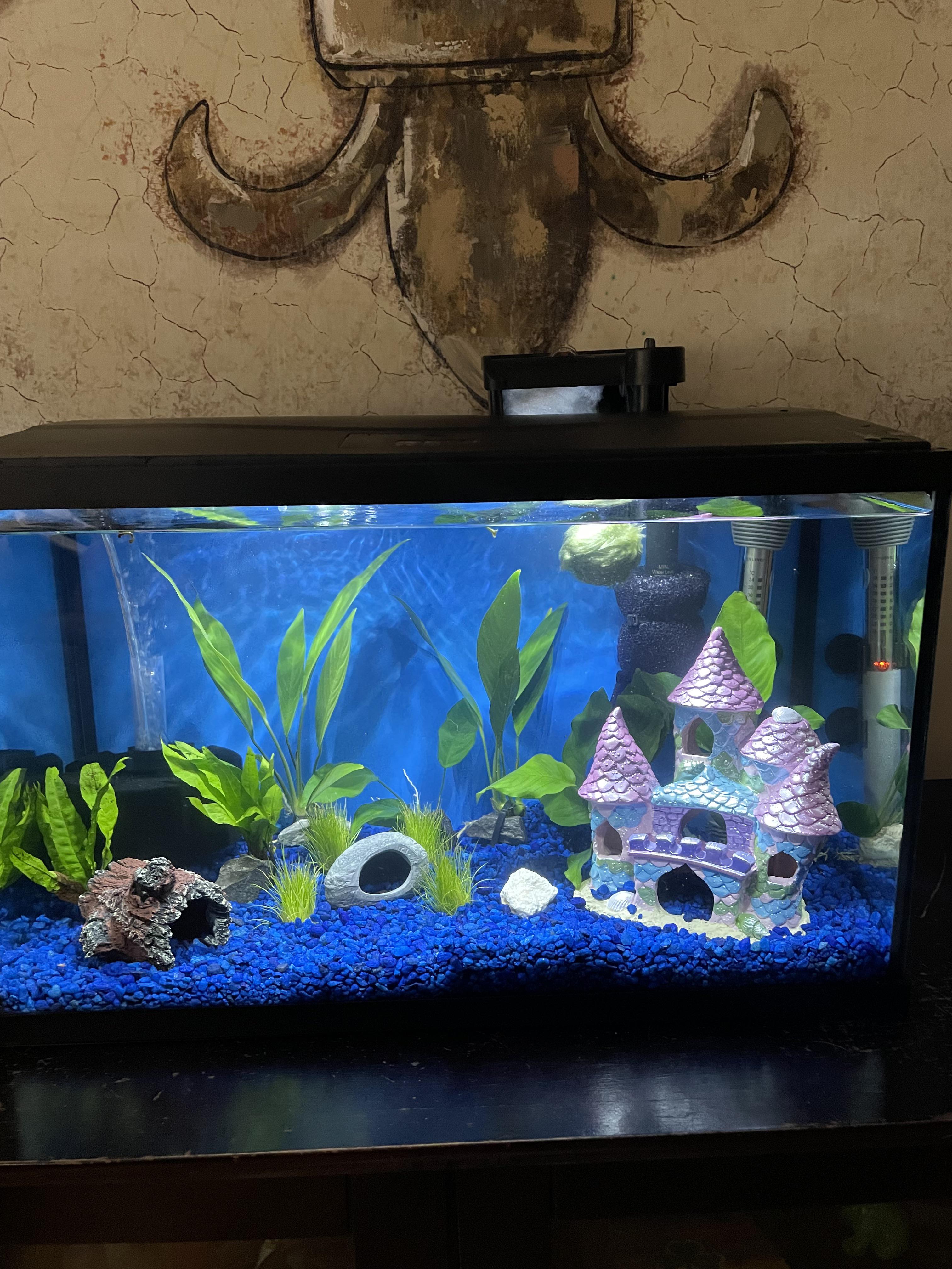 Updated tank. Added a few more live plants and ditched the fake plants