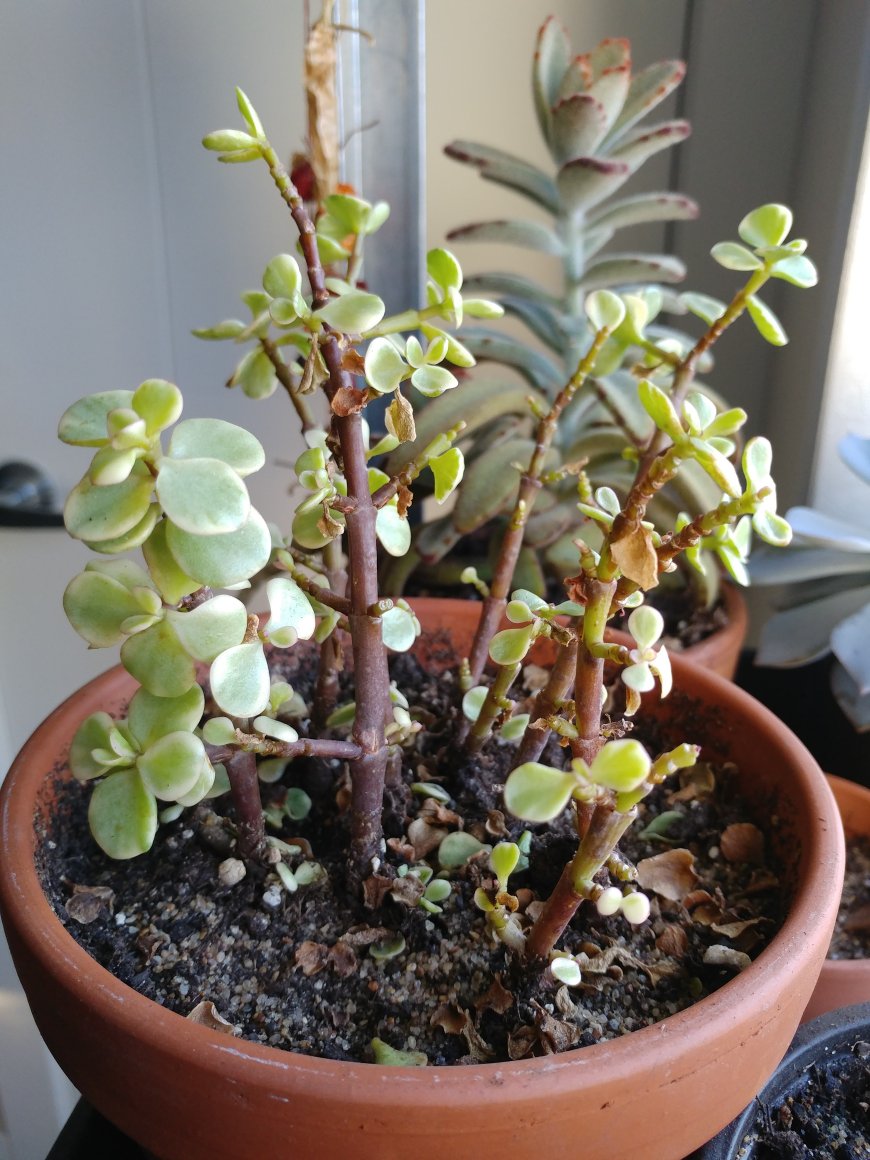 A lot of falling leaves on this plant... Diagnosis anyone? r/succulents