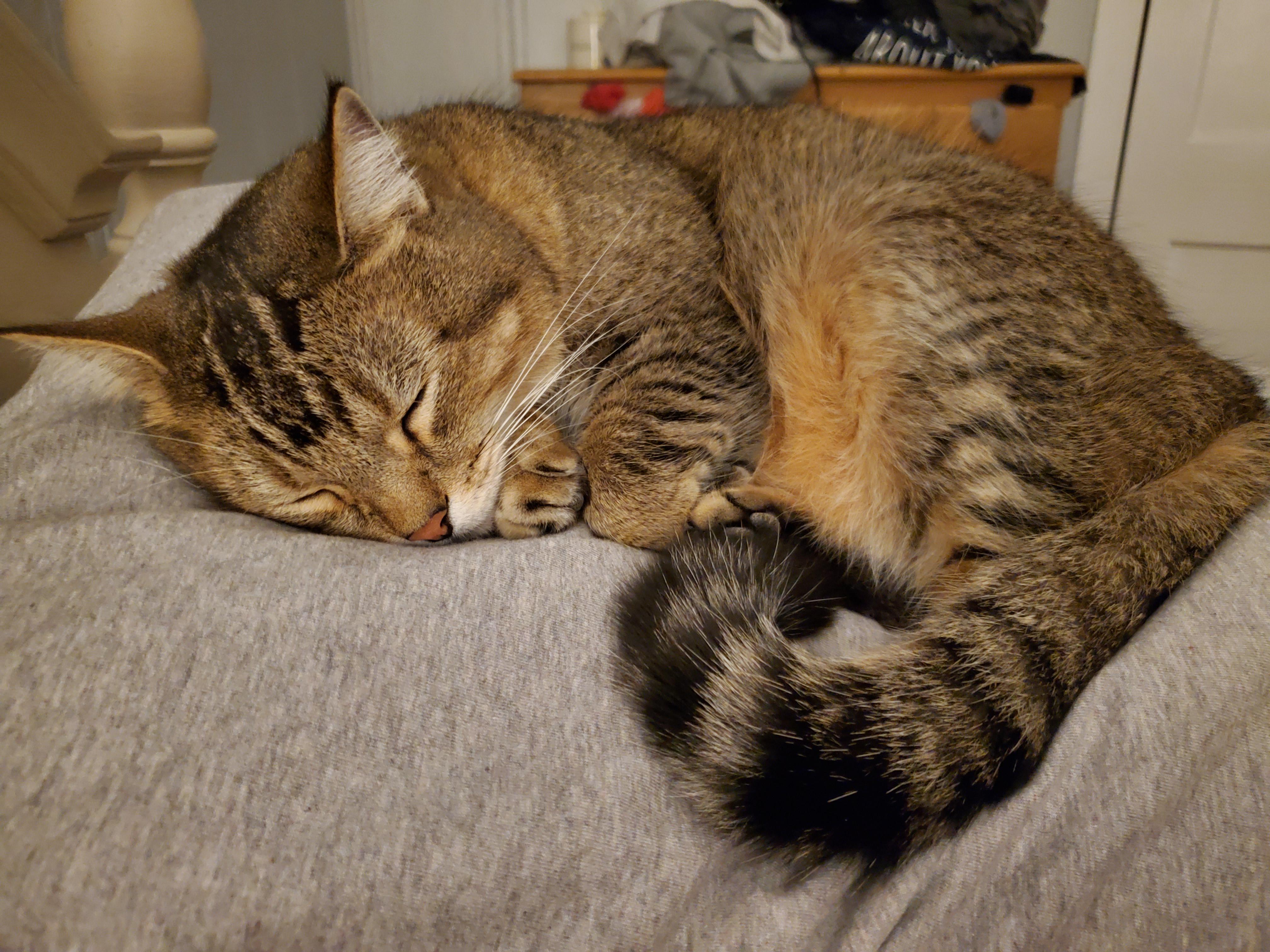 Heard purring and turned over in bed to see him sleeping on my pillow 🥺