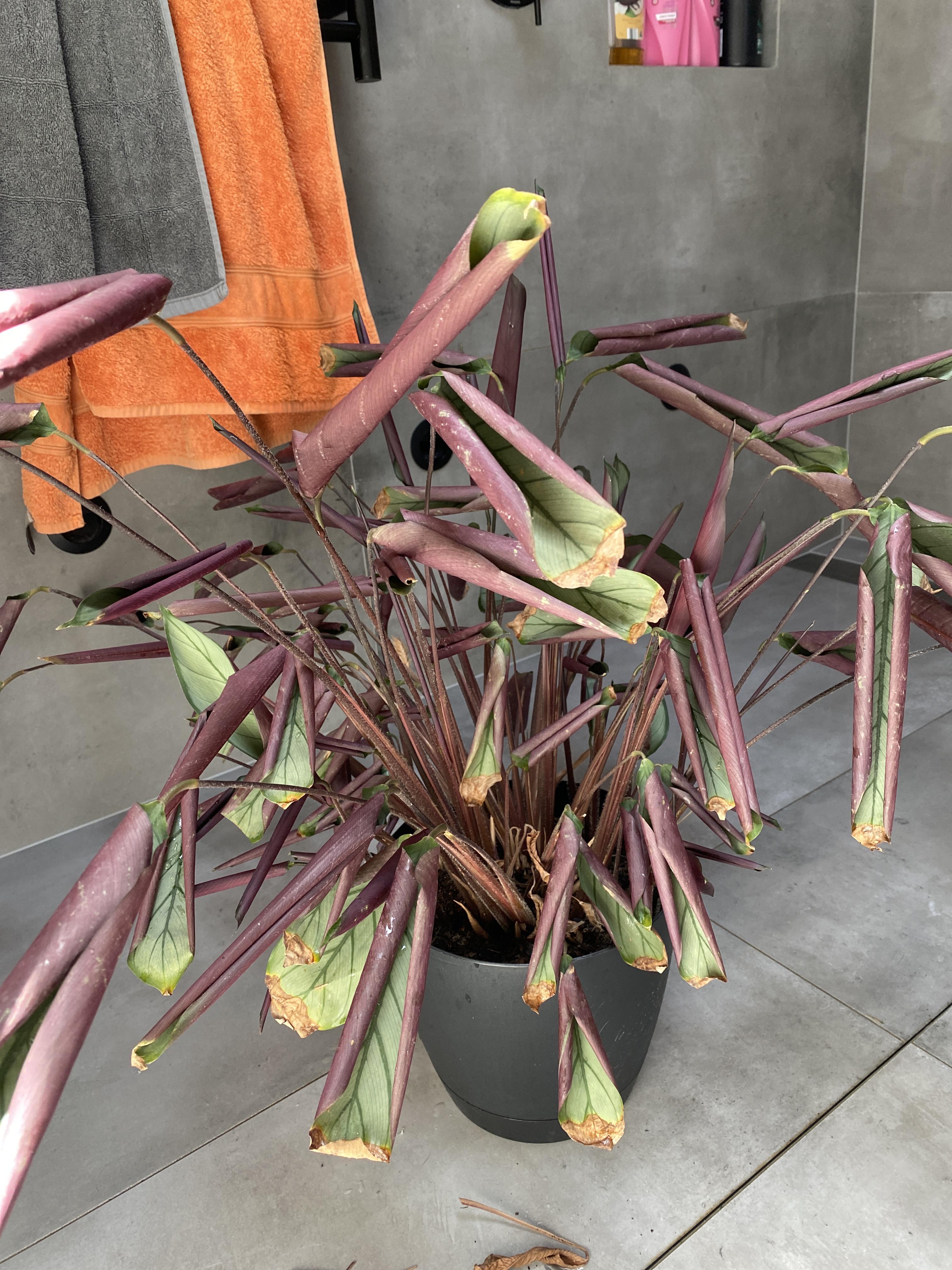 My house plants leaves keep turning brown at the tips and the leaves