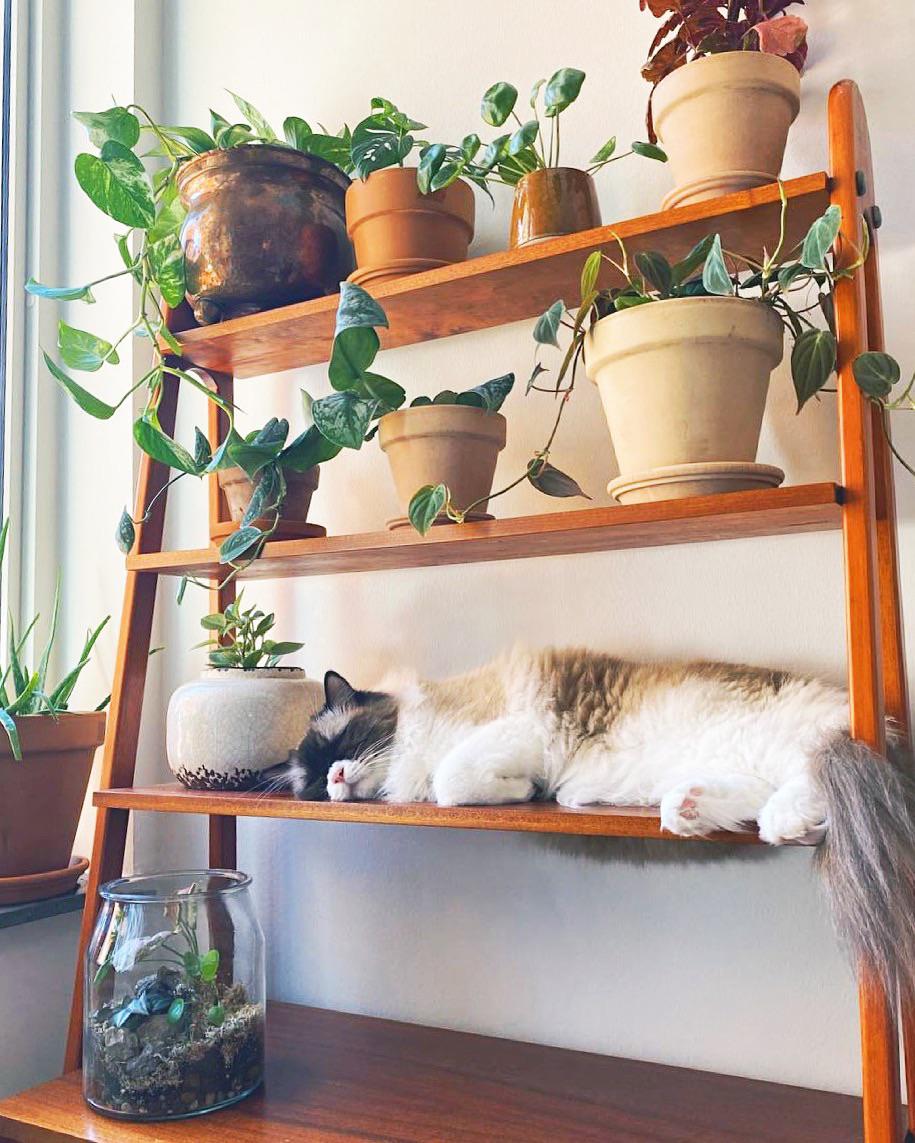 ID for the long plant on the bottom shelf? r/houseplants