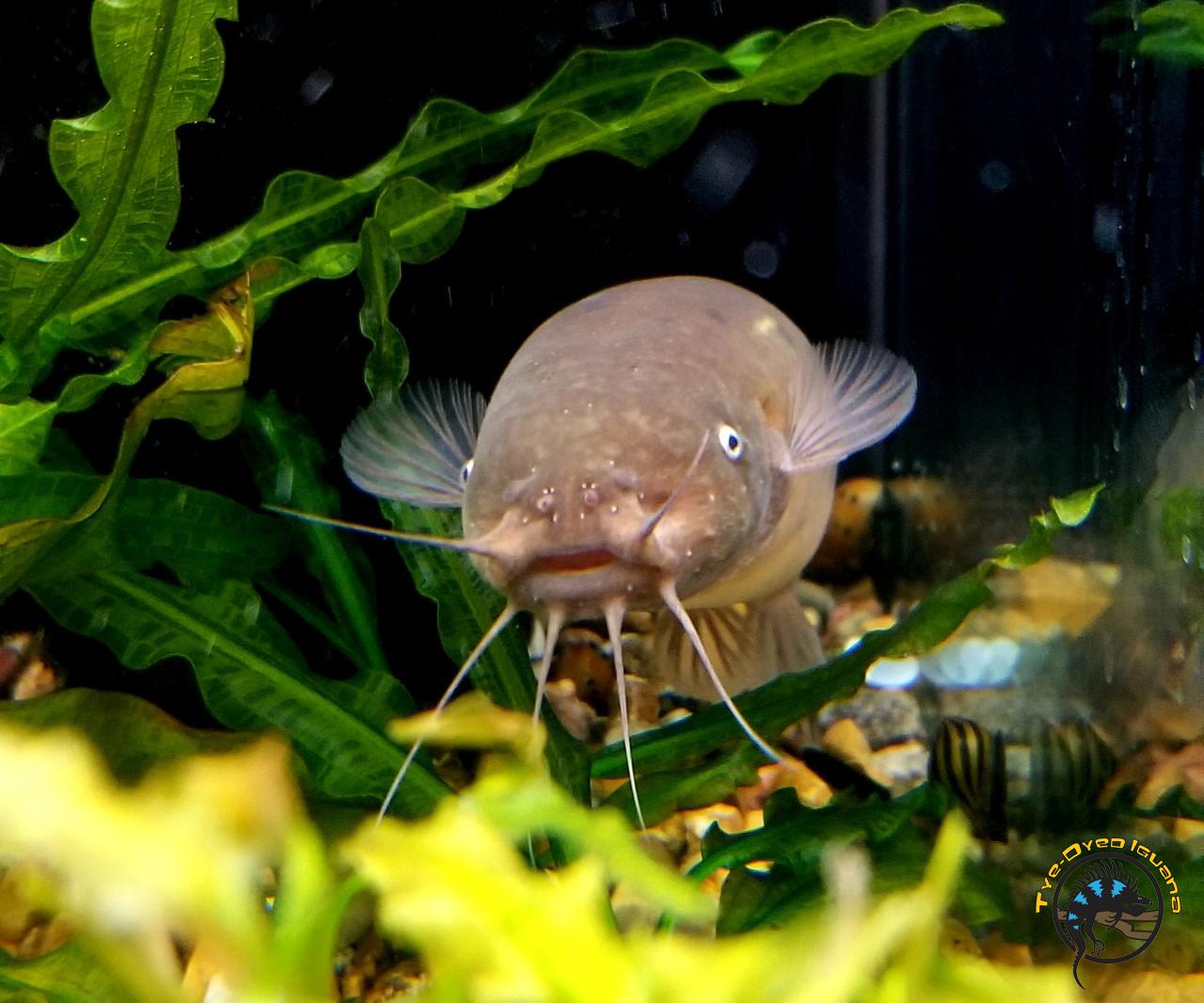 Our shy electric catfish looks like a tiny dugong. r/Aquariums
