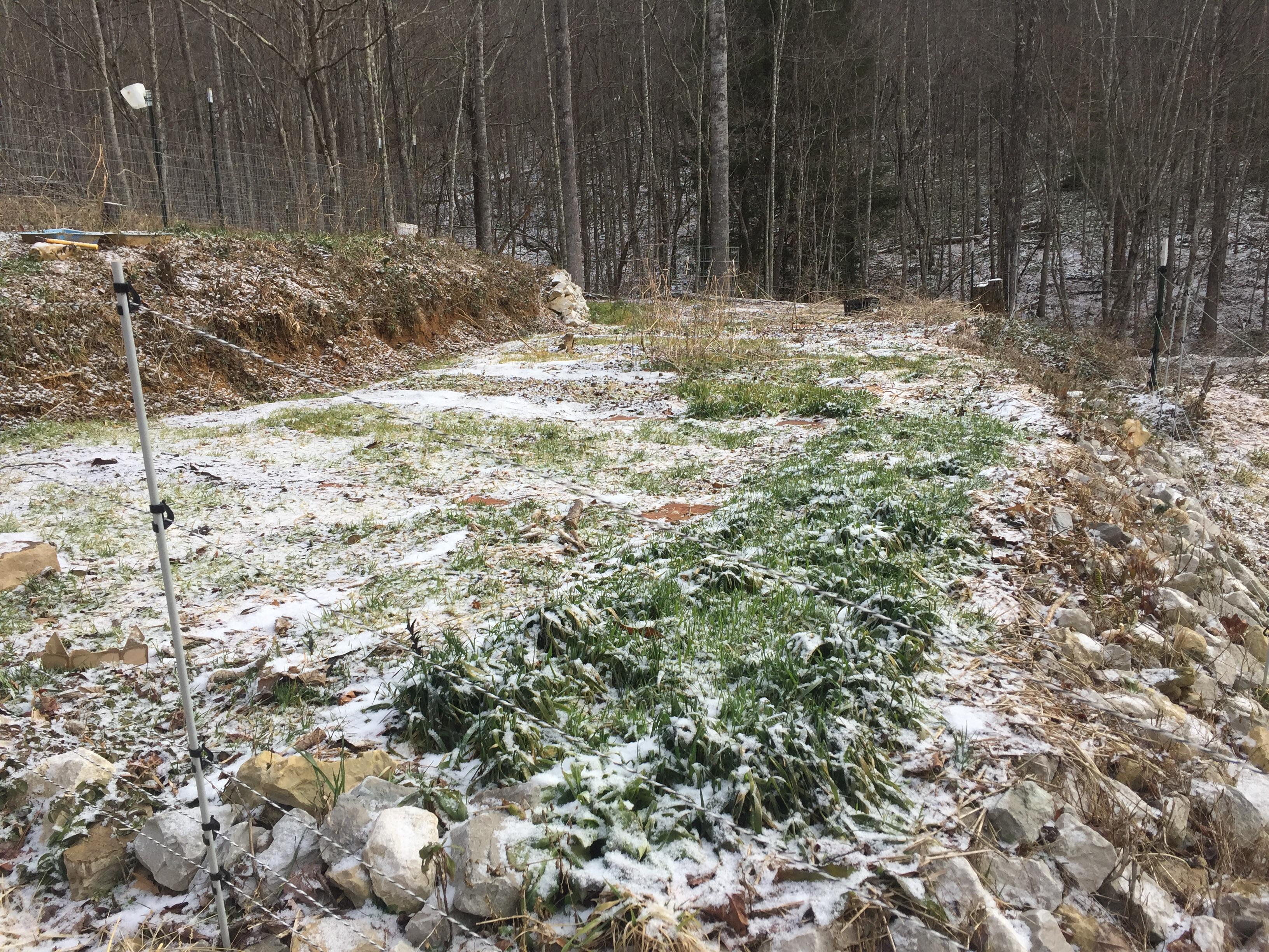 Winterkill cover crops at the end of January That moment when your