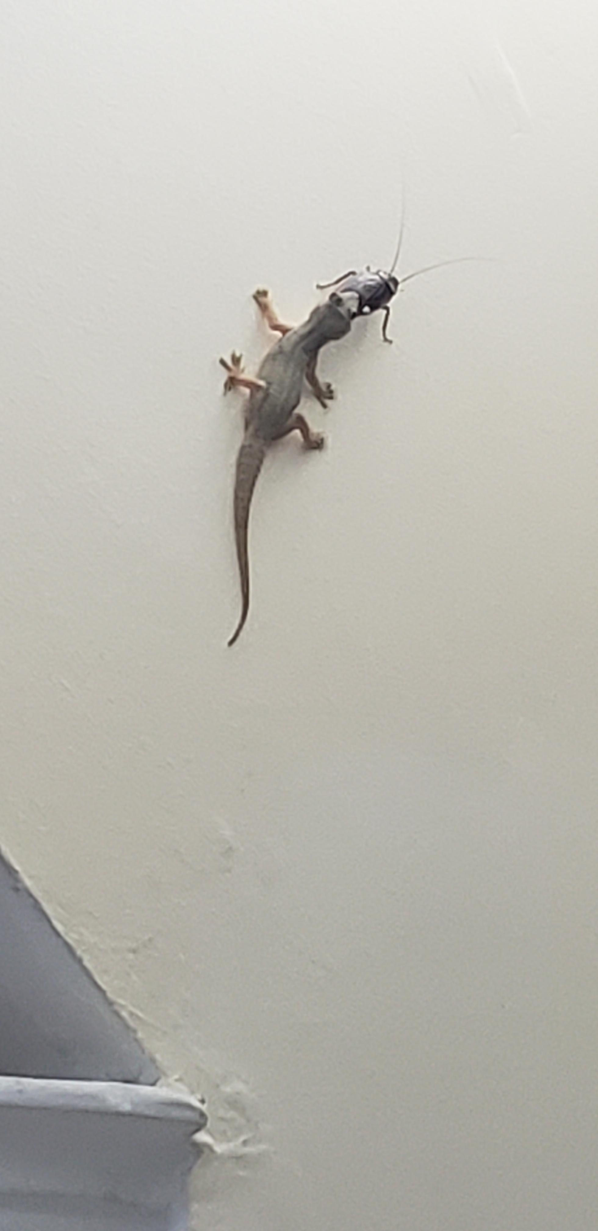 Lizard eating live cockroach r/mildlyinteresting