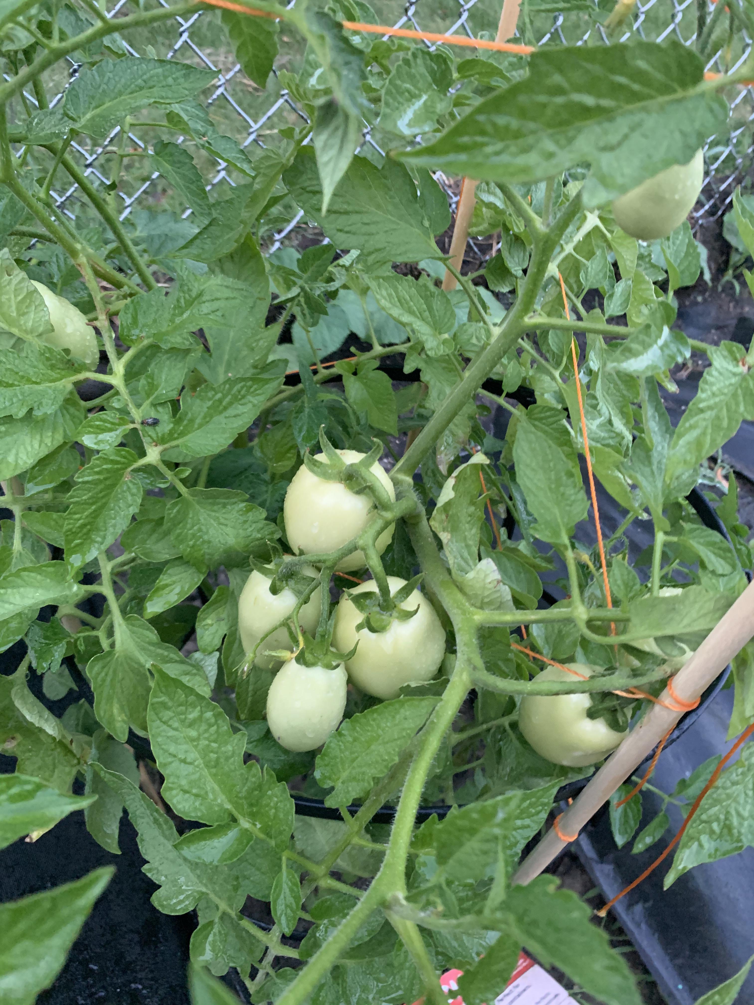 Ugh when will my tomatoes turn red?! r/vegetablegardening