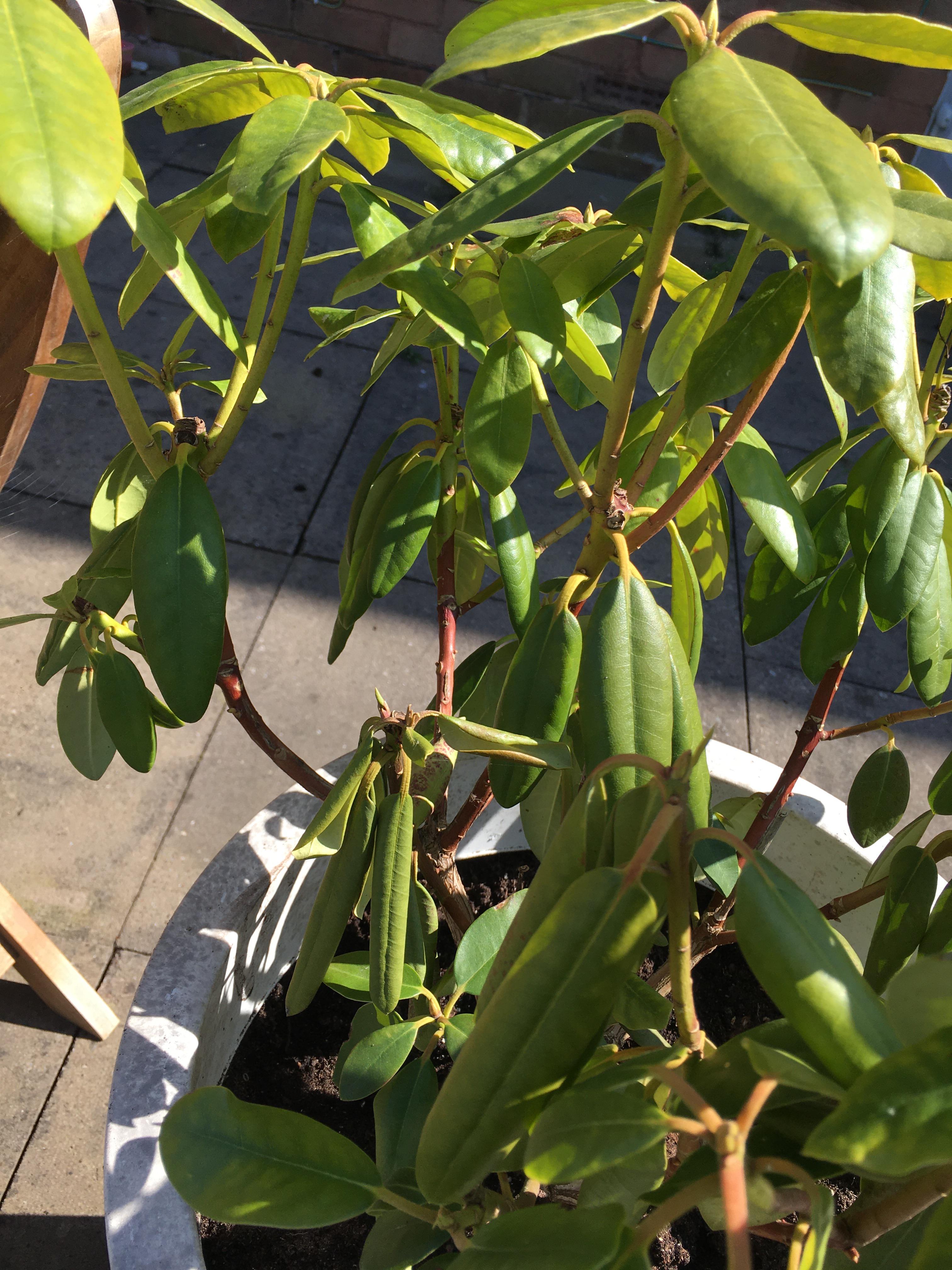 Some rhododendron leaves are drooping, any idea on causes? r/plantclinic