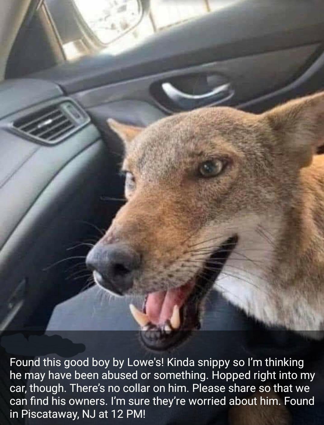 Its a coyote, found on facebook