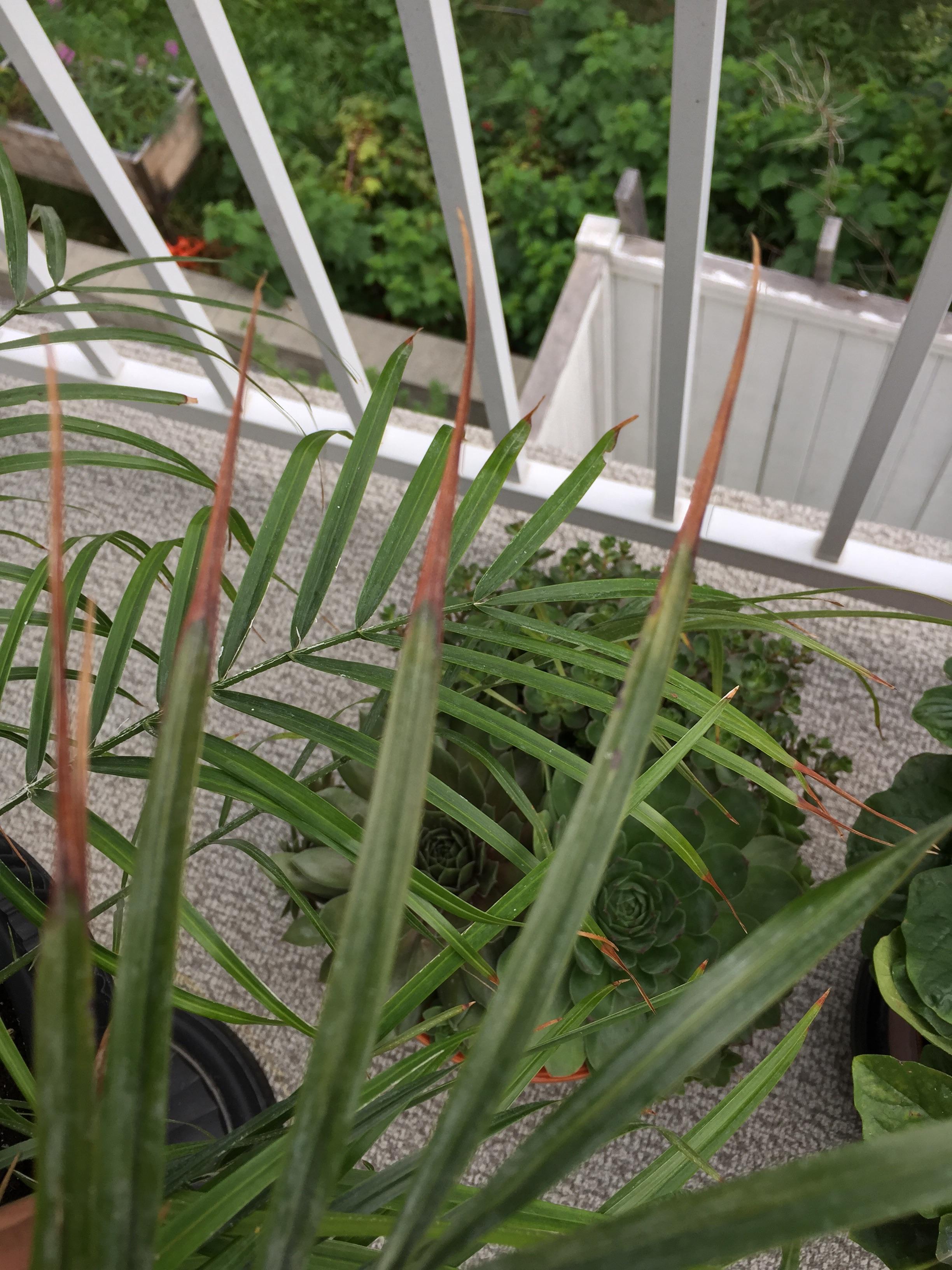 Please help! I don’t know why the tips on my pygmy date palm are going