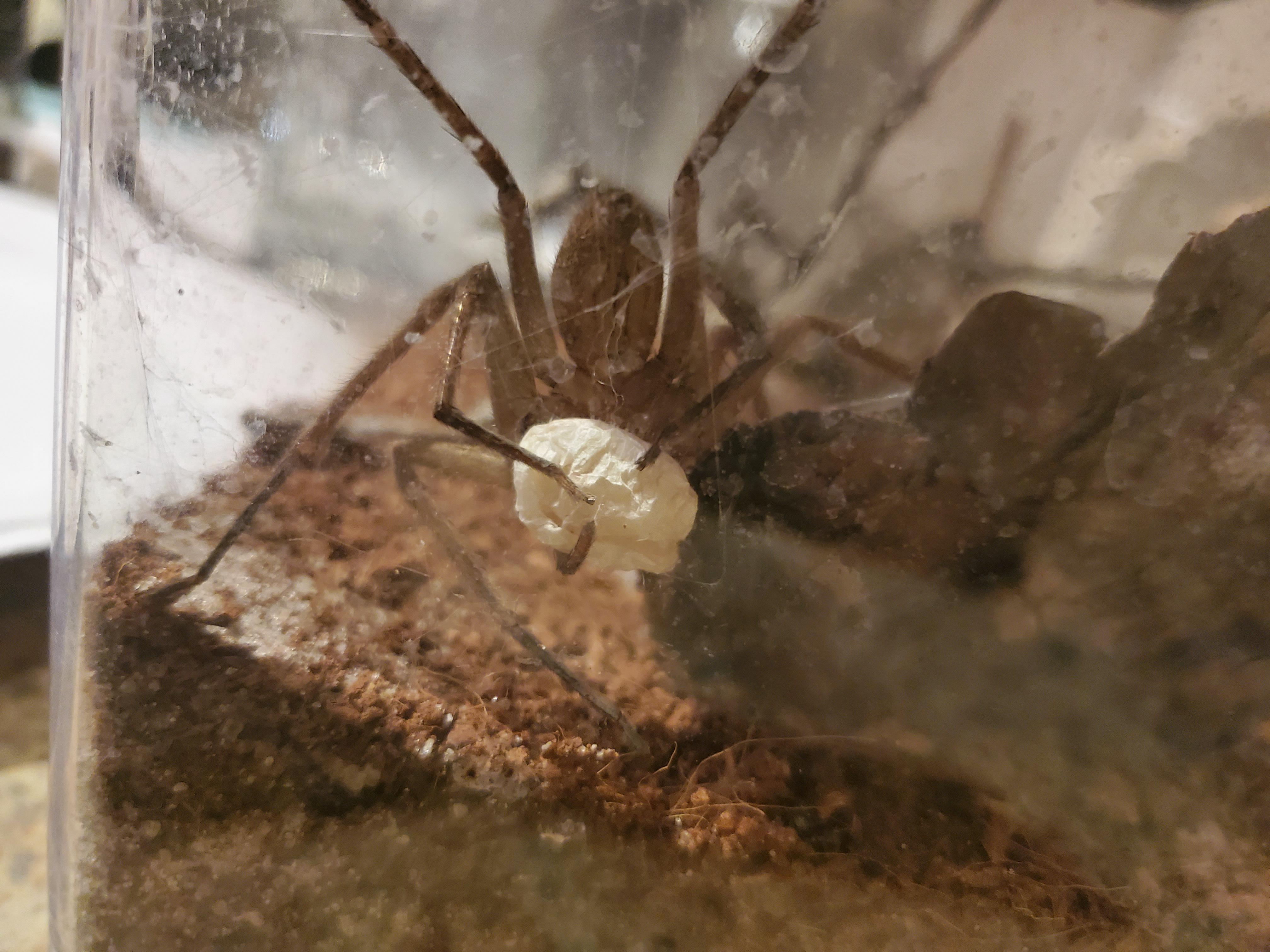 Had this Florida Huntsman enclosed for 2 months and now she has a sack... do they reproduce