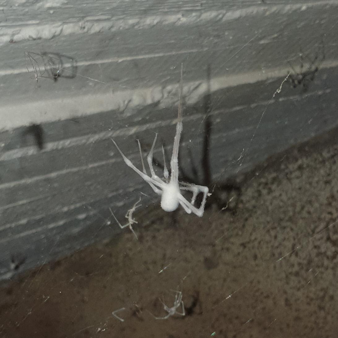 A dead spider covered with mold MoldlyInteresting