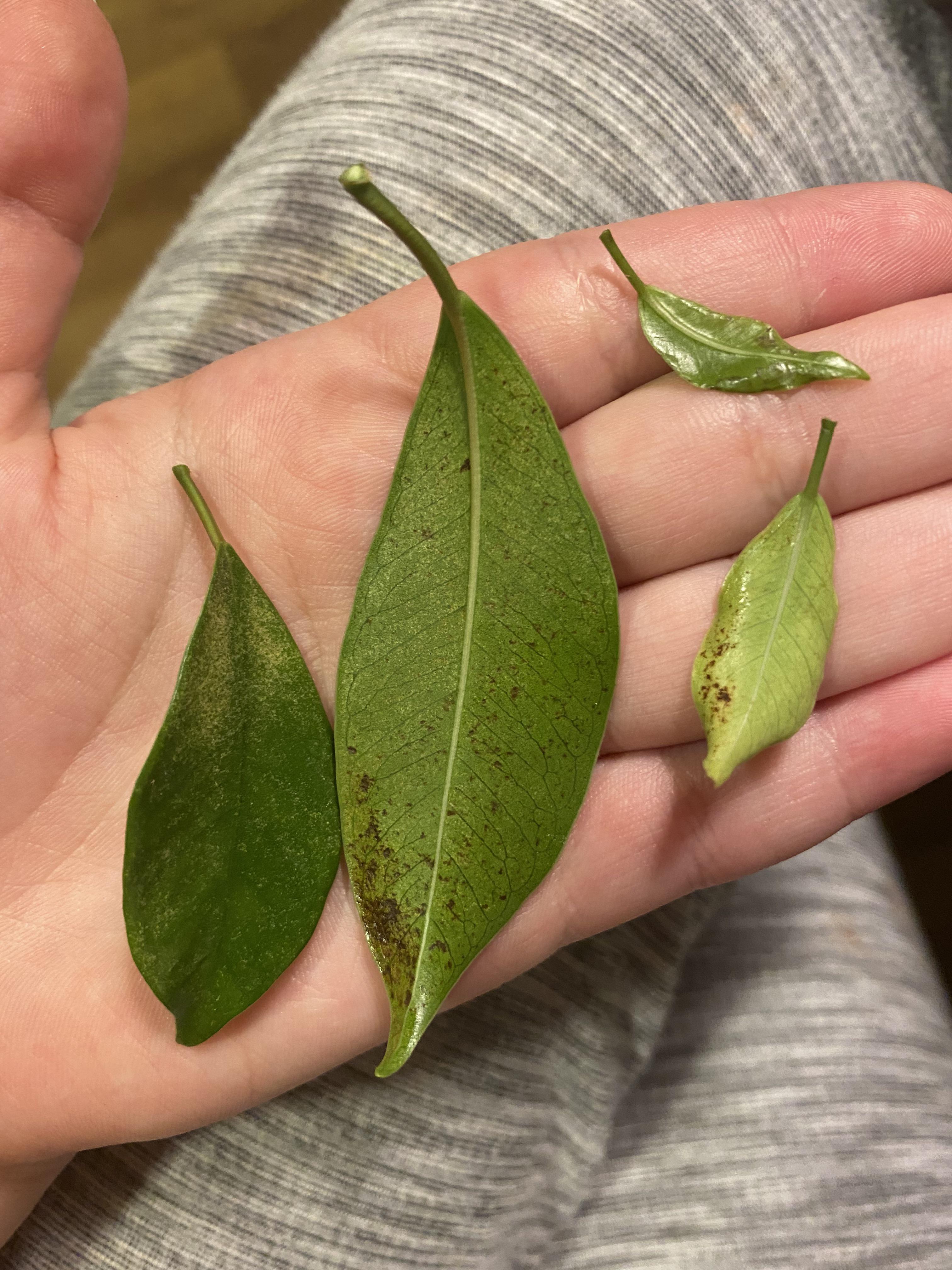latest leaves of my bonsai ficus. No visible pests. I fed her every