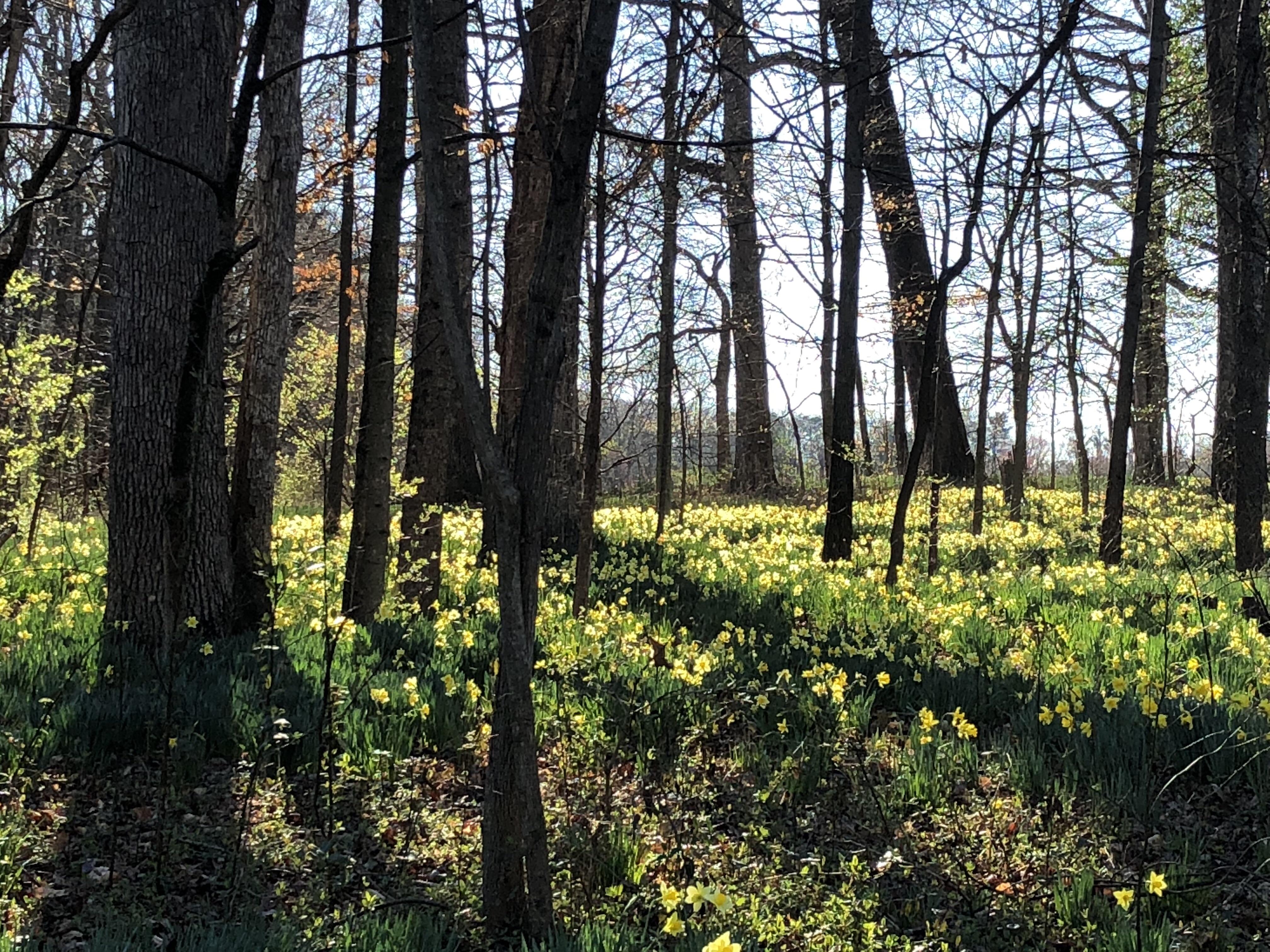Spring bursting forth in a North Carolina Forest. [OC] [1080 x 720] r