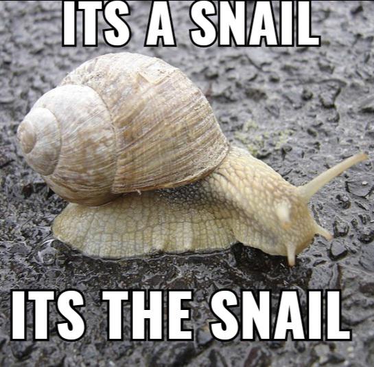 it's THE snail memes