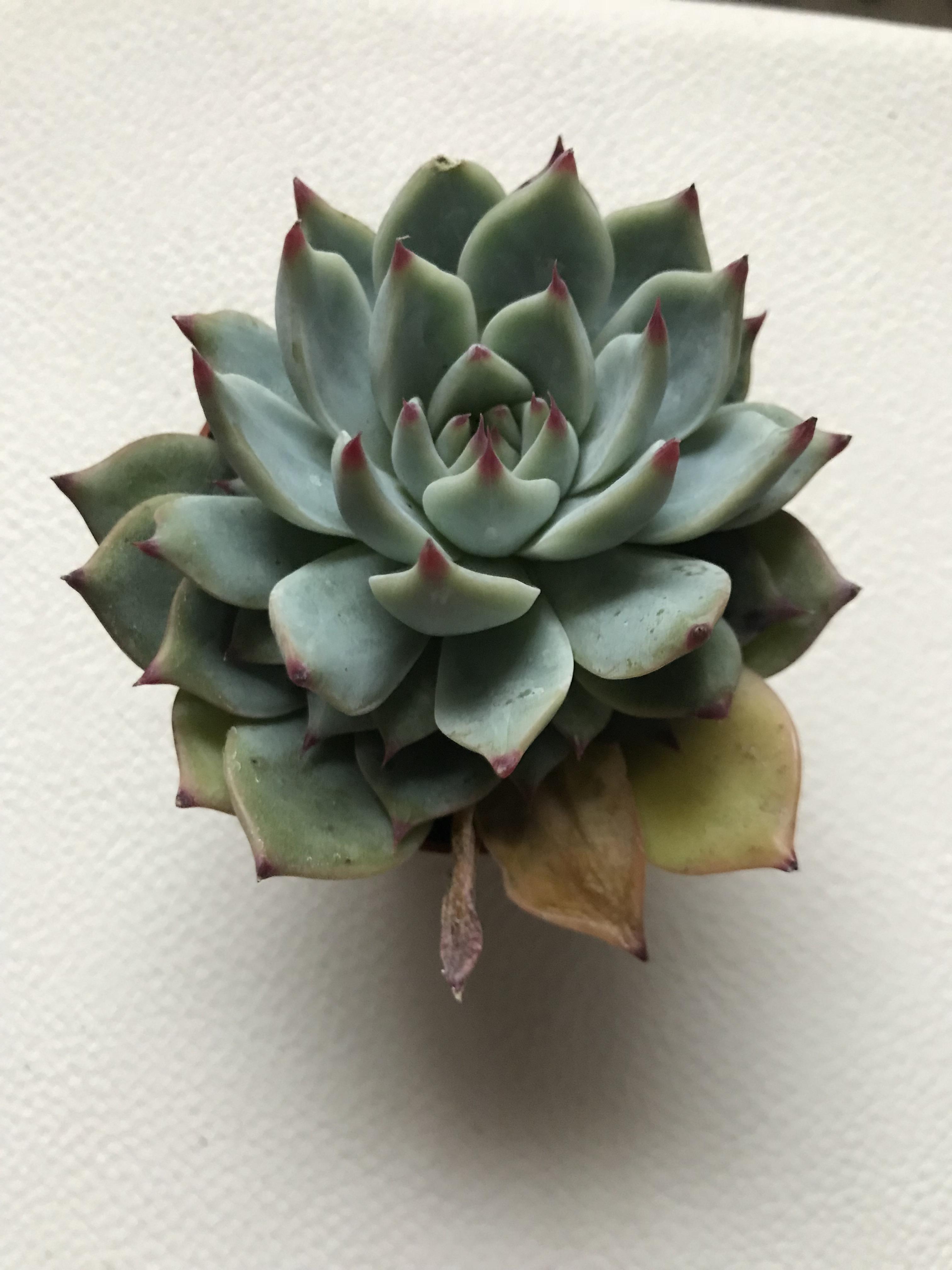 Succulent Turning Yellow Best Succulent Ideas