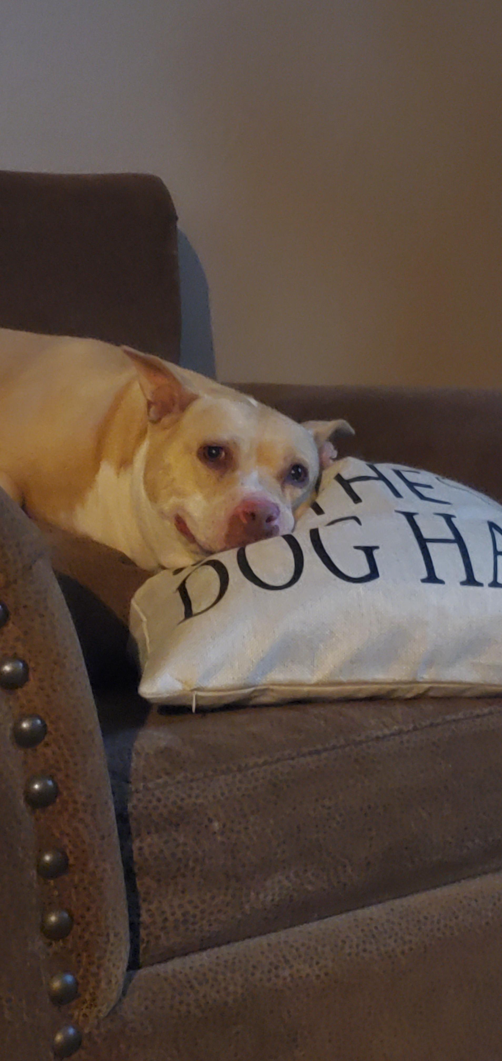 The pillow says "Embrace The Dog Hair" r/pitbulls
