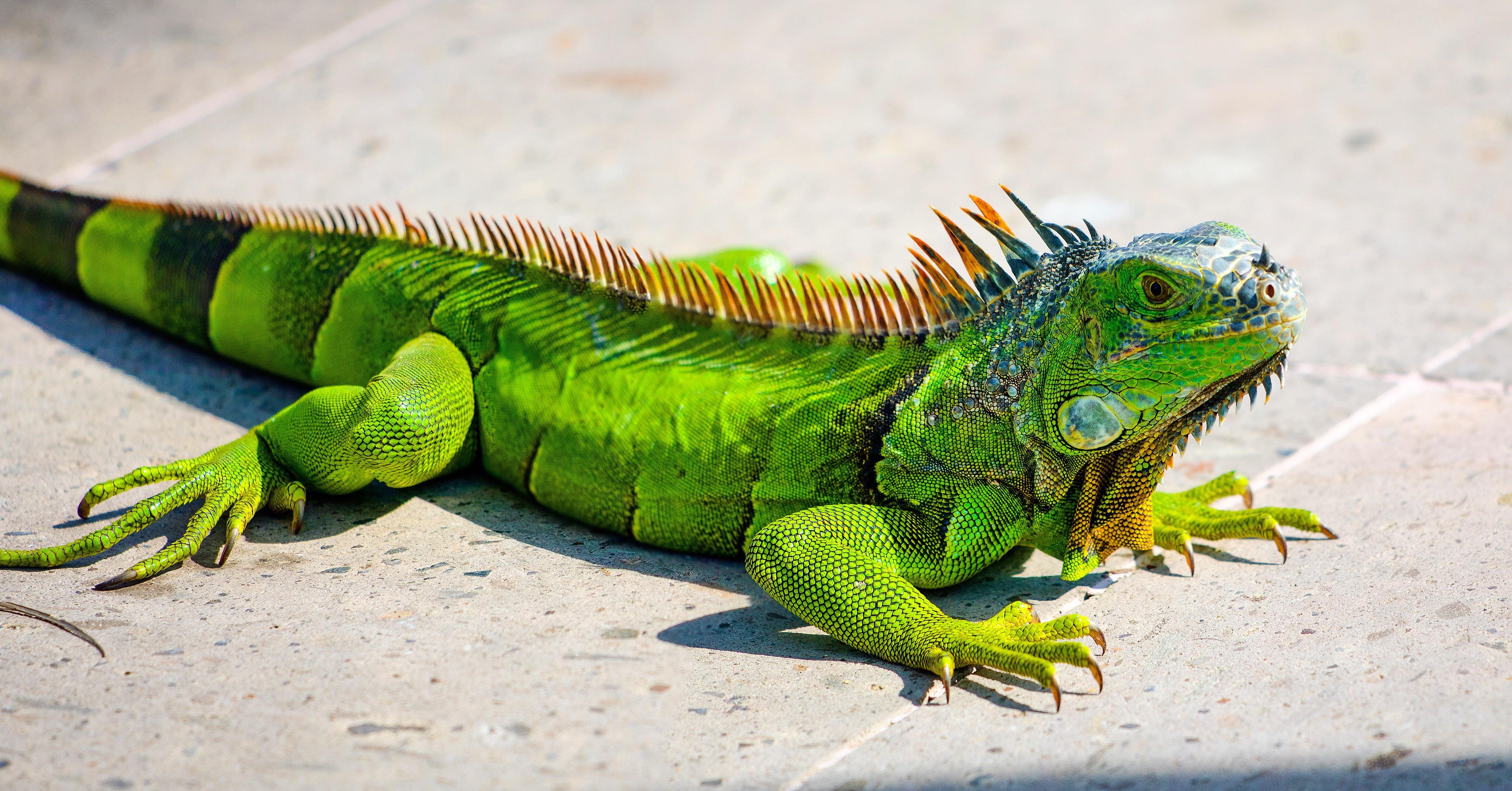 This cool iguana crossed my path yesterday in Mexico. r/reptiles