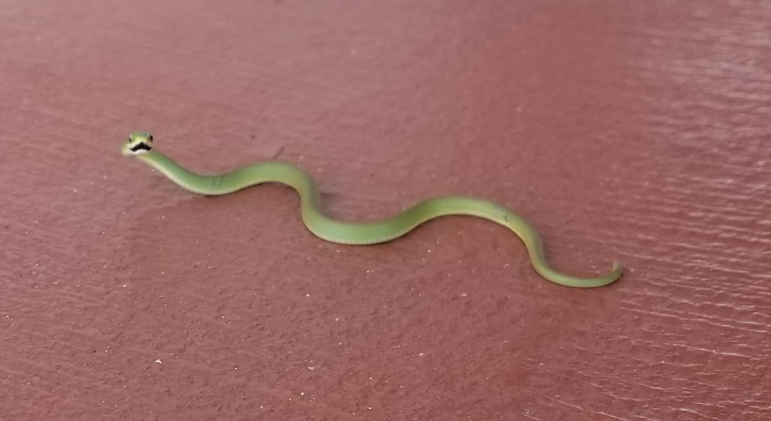 Baby Green Tree Snake! Found in Everglades National Park r/reptiles