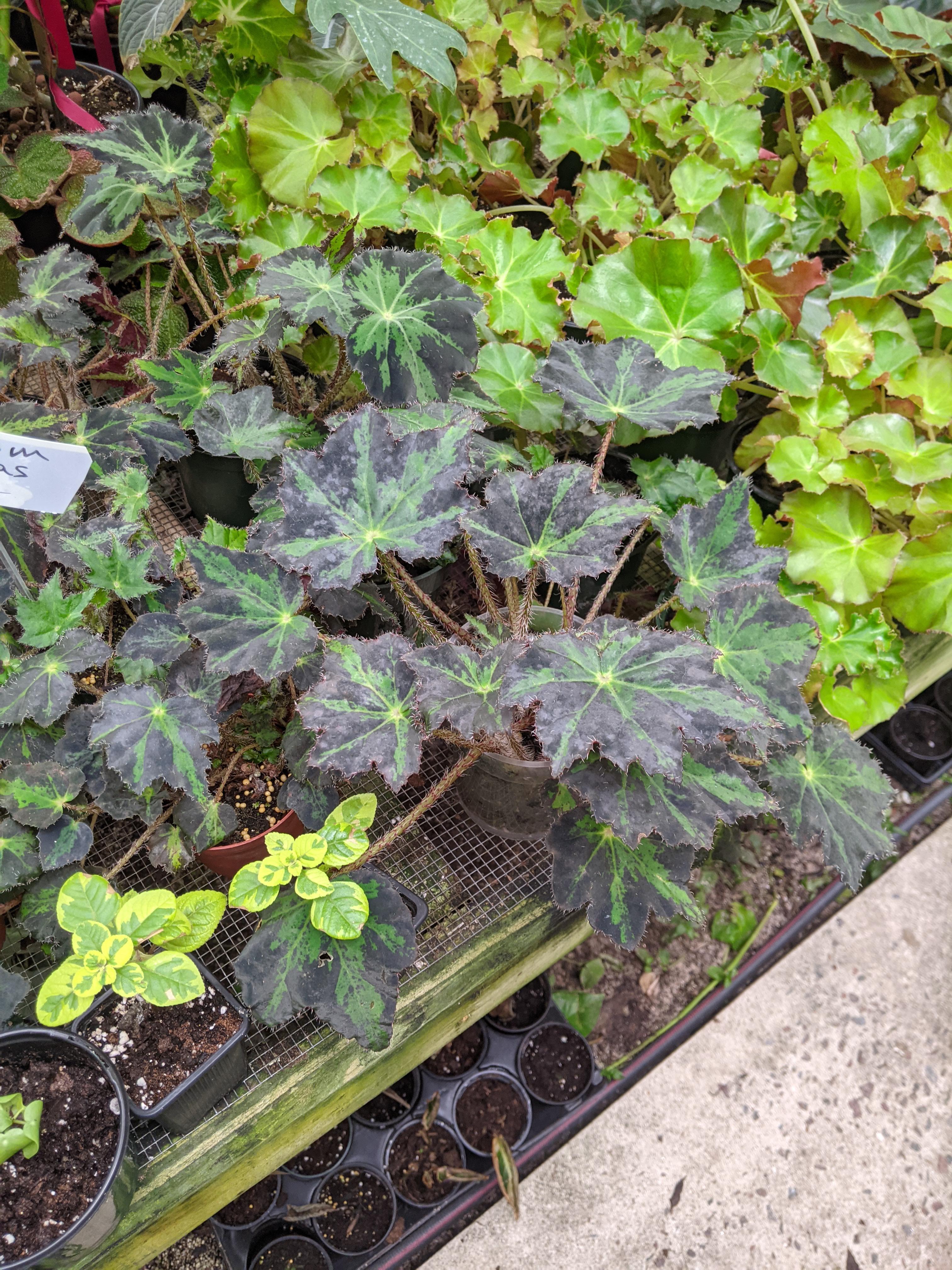 Picked up a Begonia bowerae yesterday. Possibly 'Dottie's Eyelash
