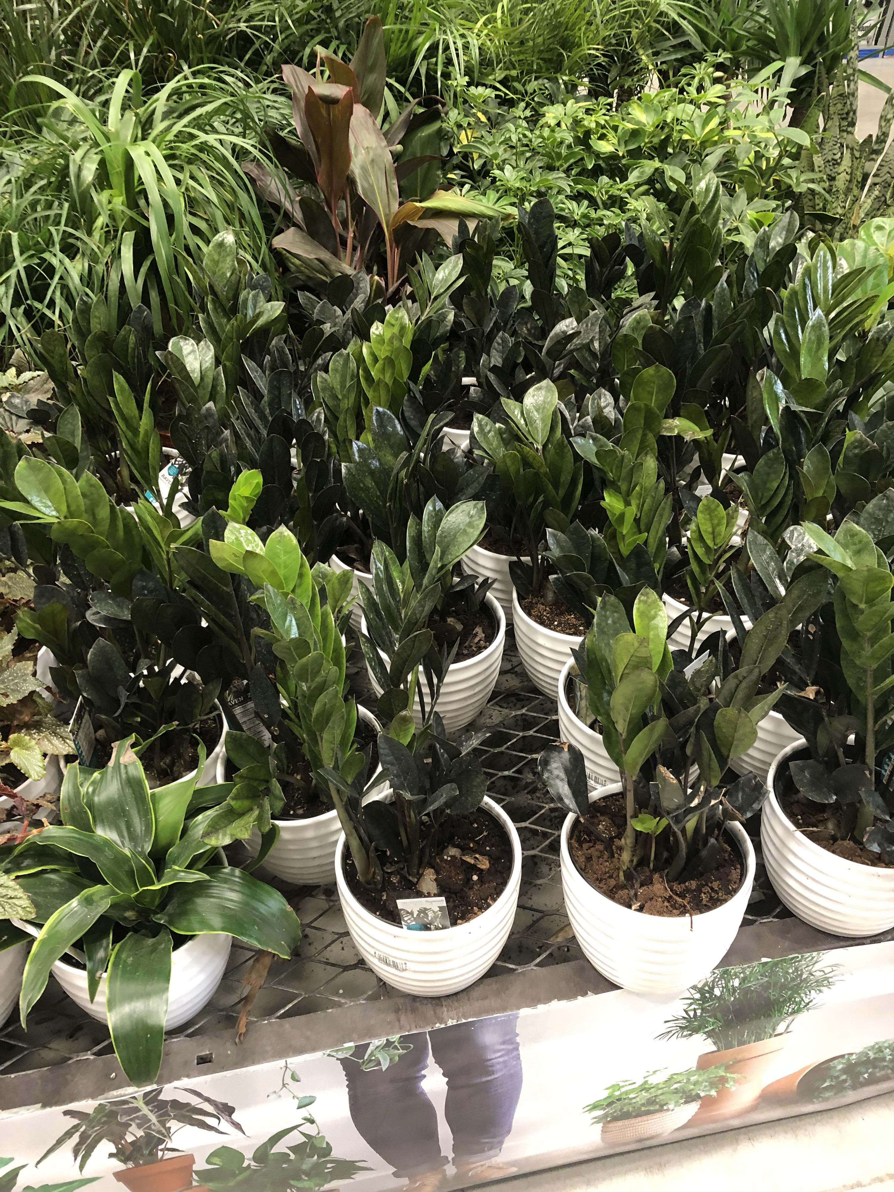 Whole bunch of Raven ZZ at the Lowe’s in Parkville MD r/houseplants