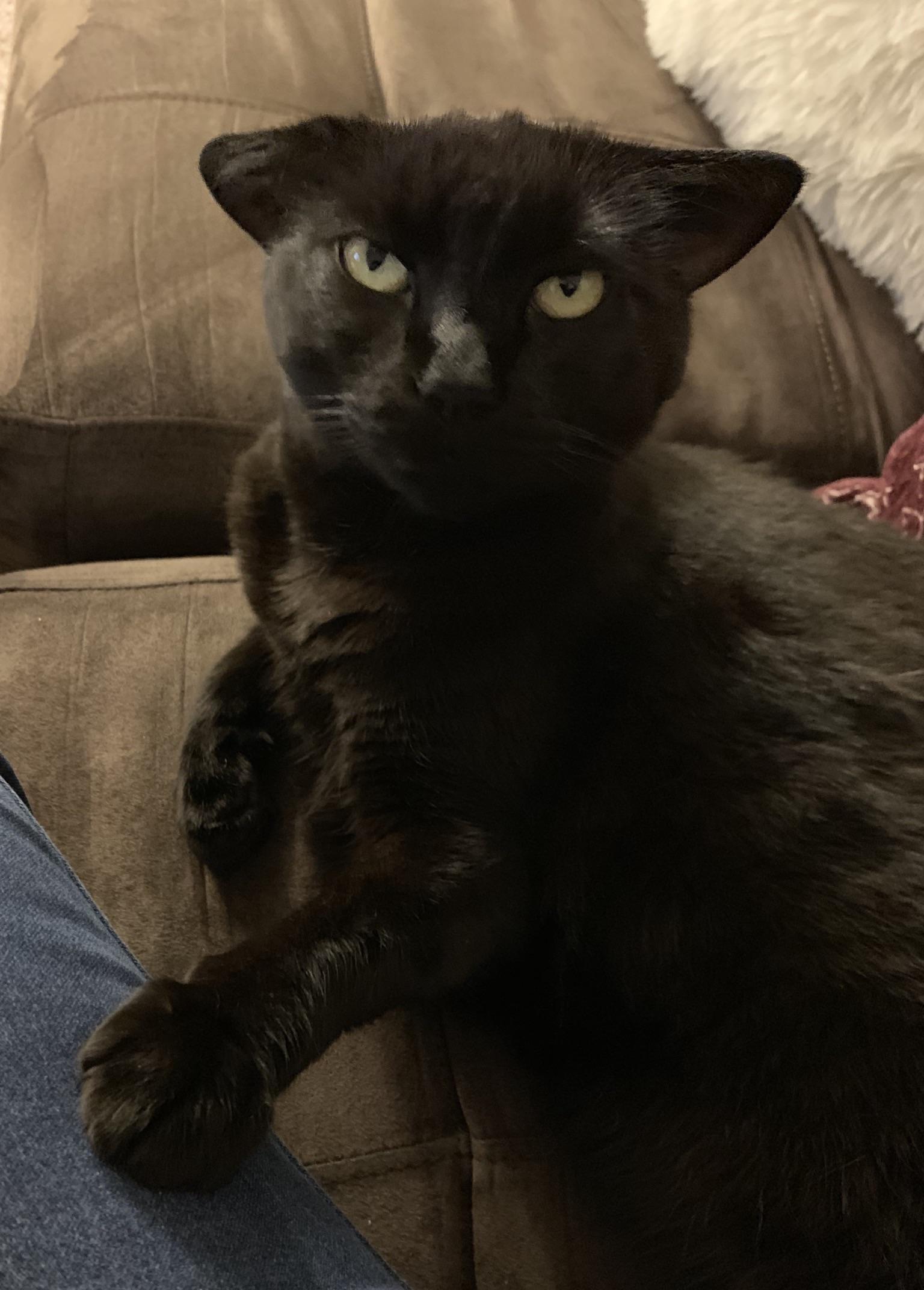 Sometimes Eerie just wants to lay next to me with one paw on me while she purrs loudly and that