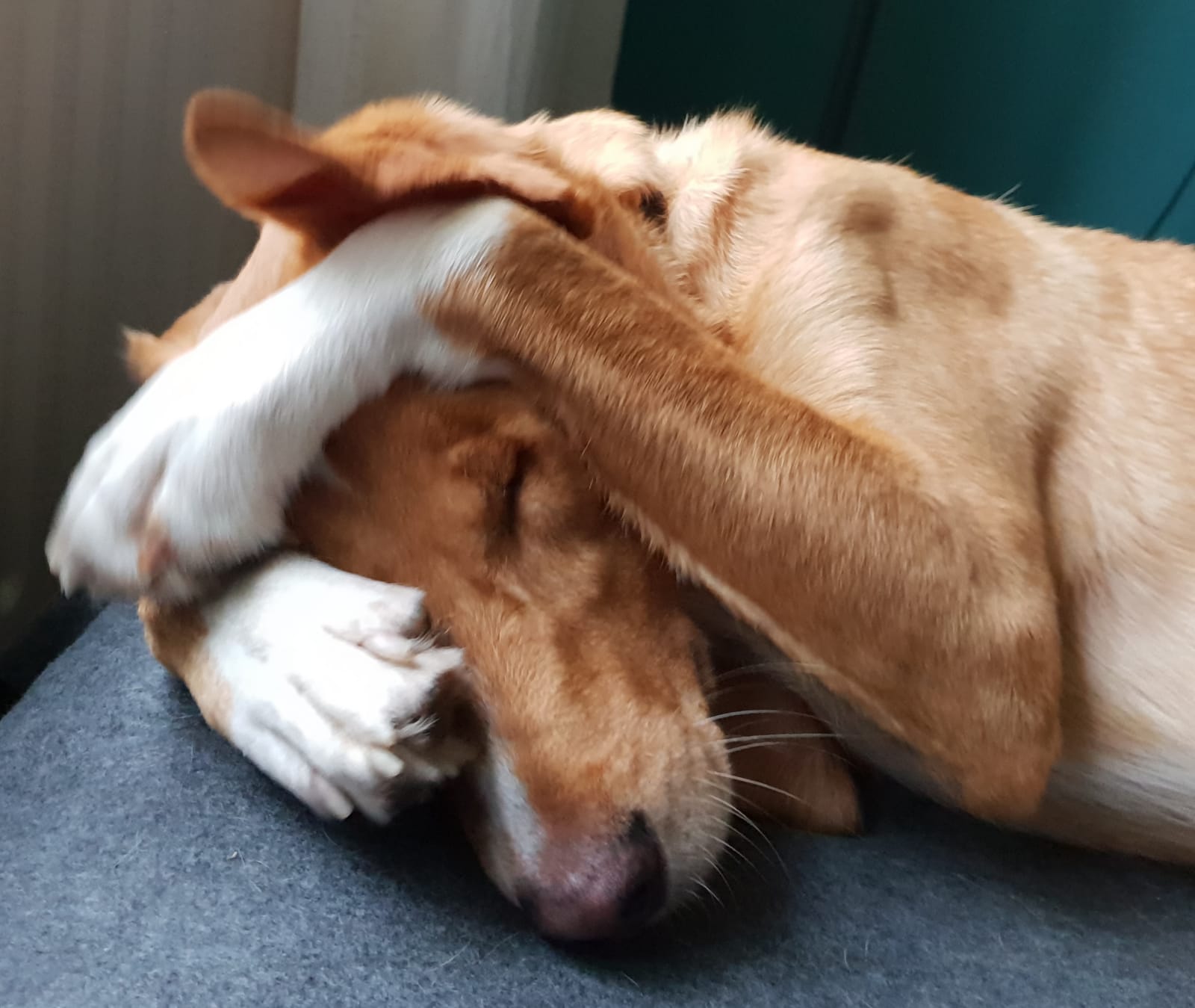 This is how he tells us to pet him r/aww